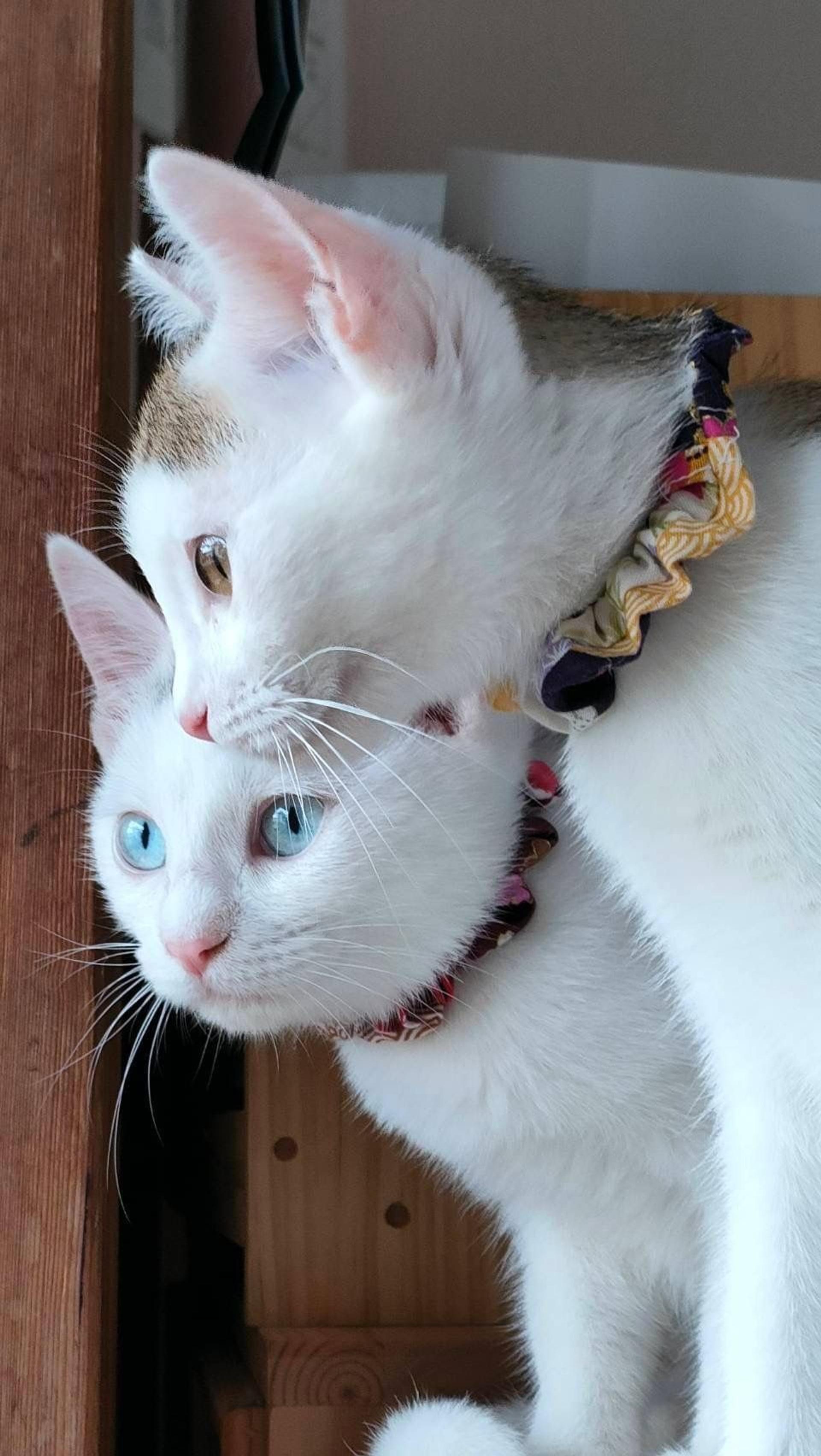 pet-image-9