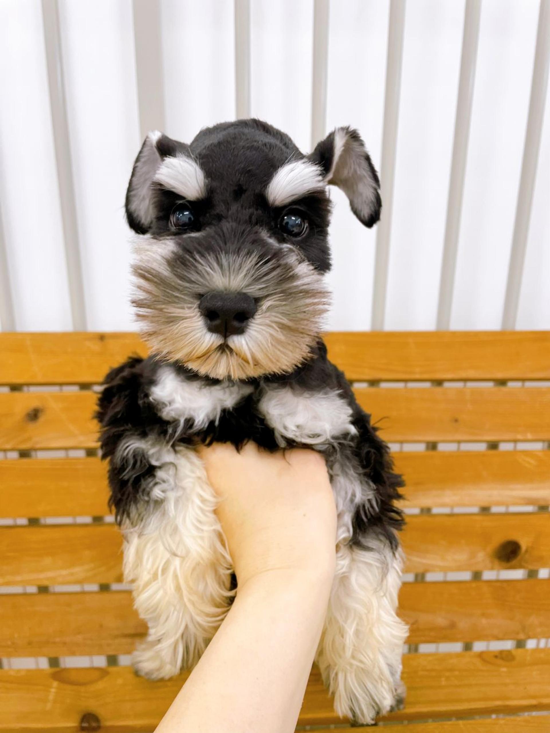 pet-image-2