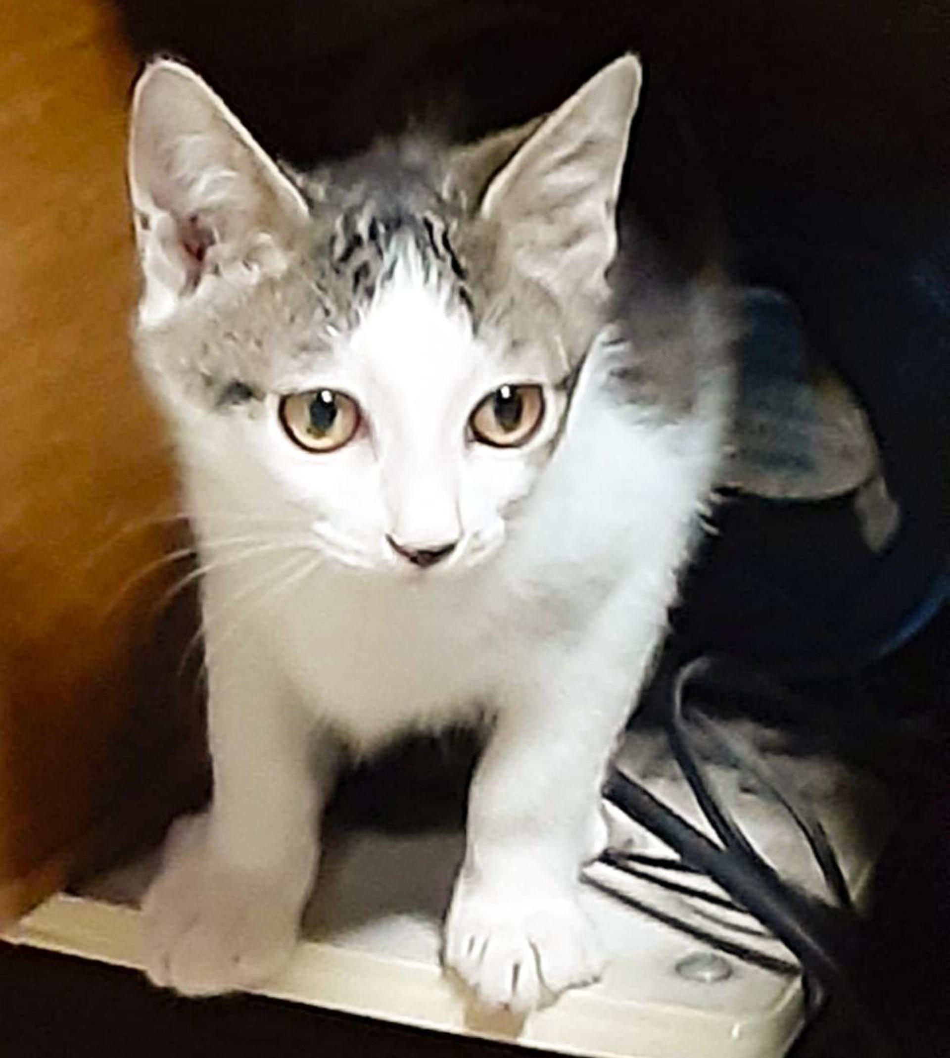pet-image-2