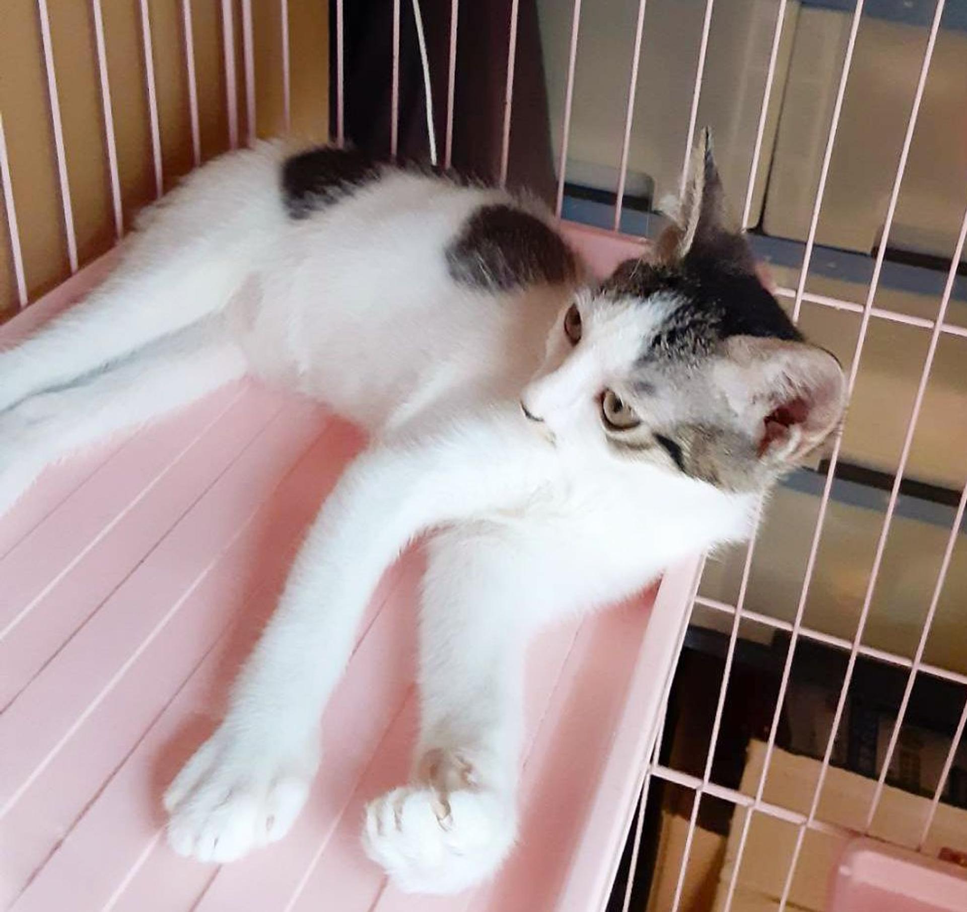 pet-image-3