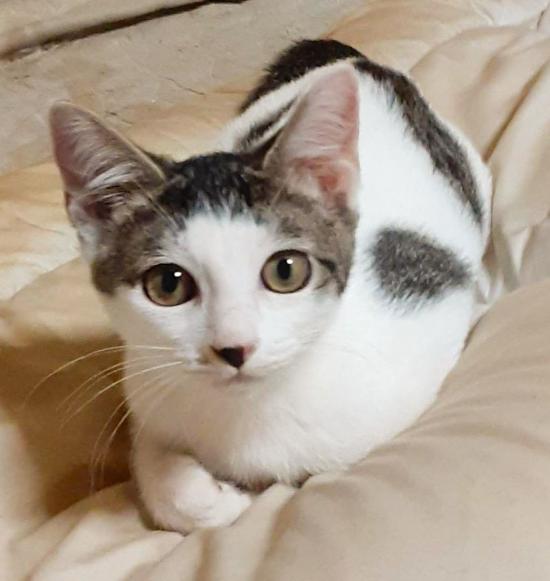 雑種（ミックス猫）・メスの里親募集の写真