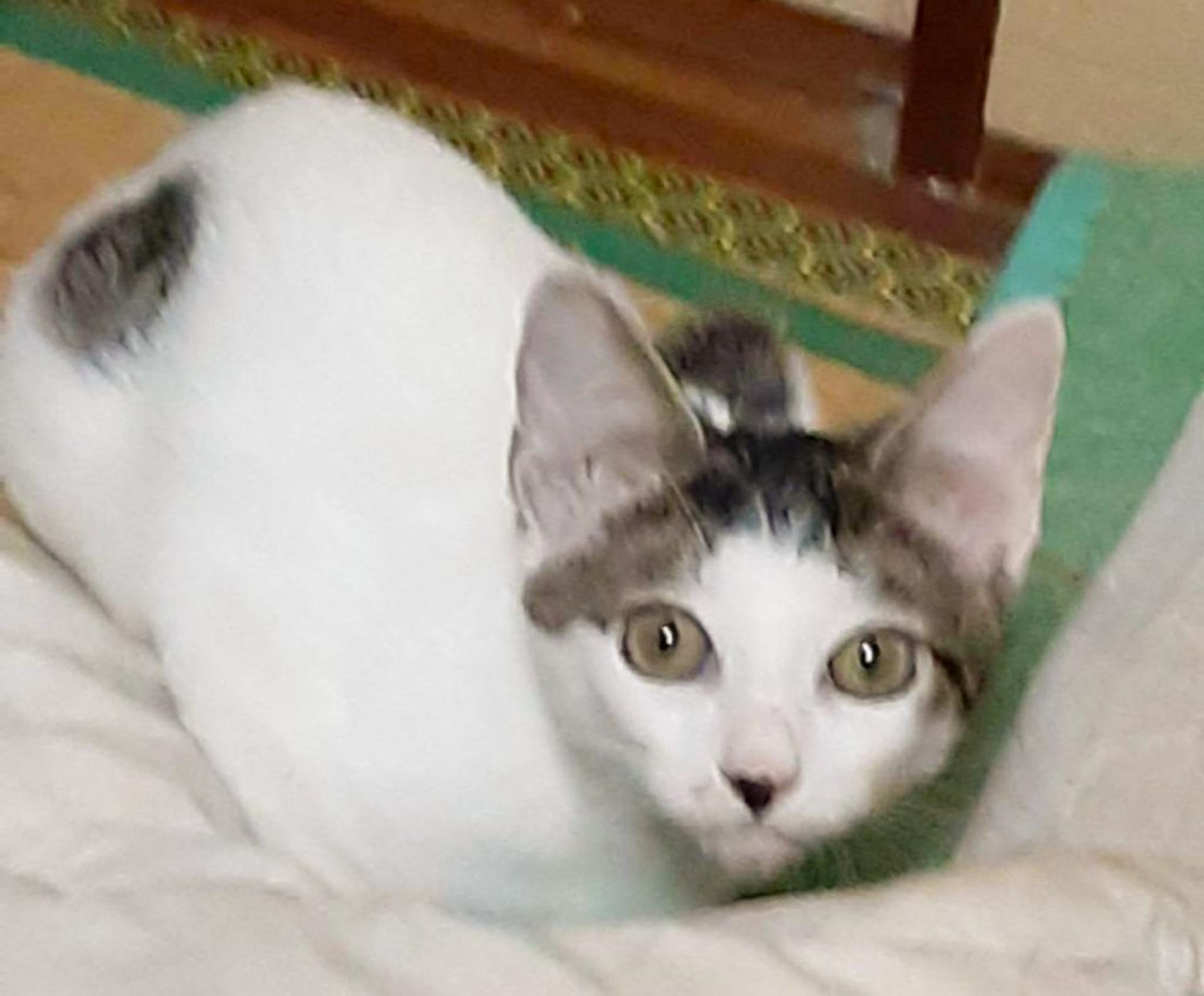 pet-image-2