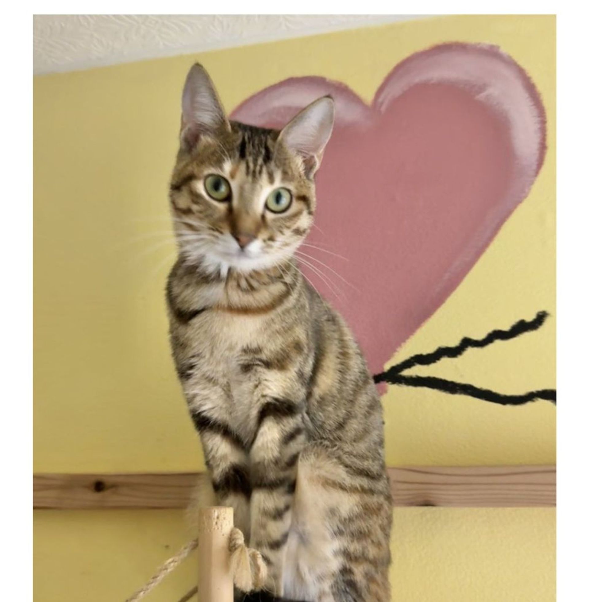 雑種（ミックス猫）・メスの里親募集の写真