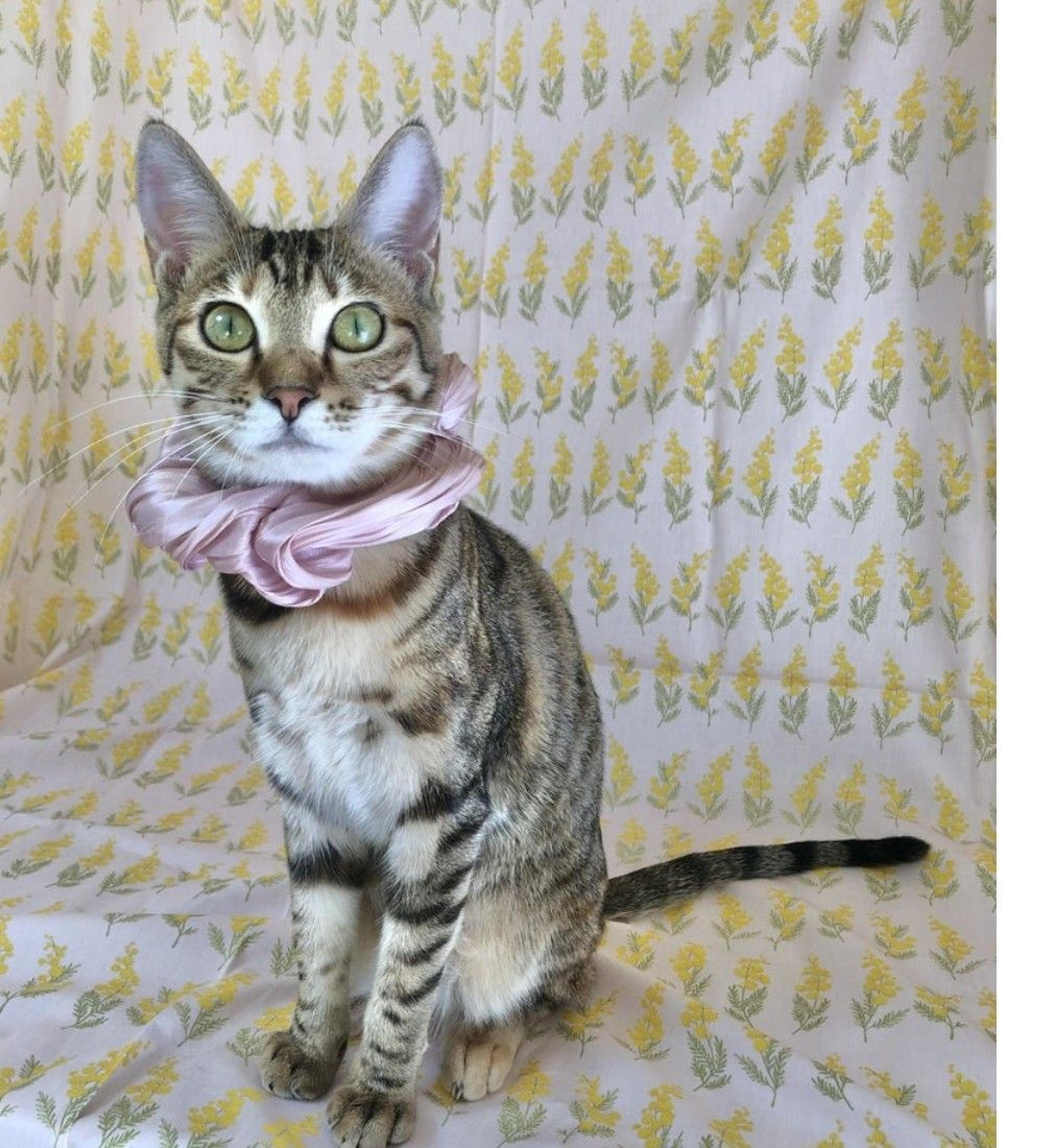 pet-image-2