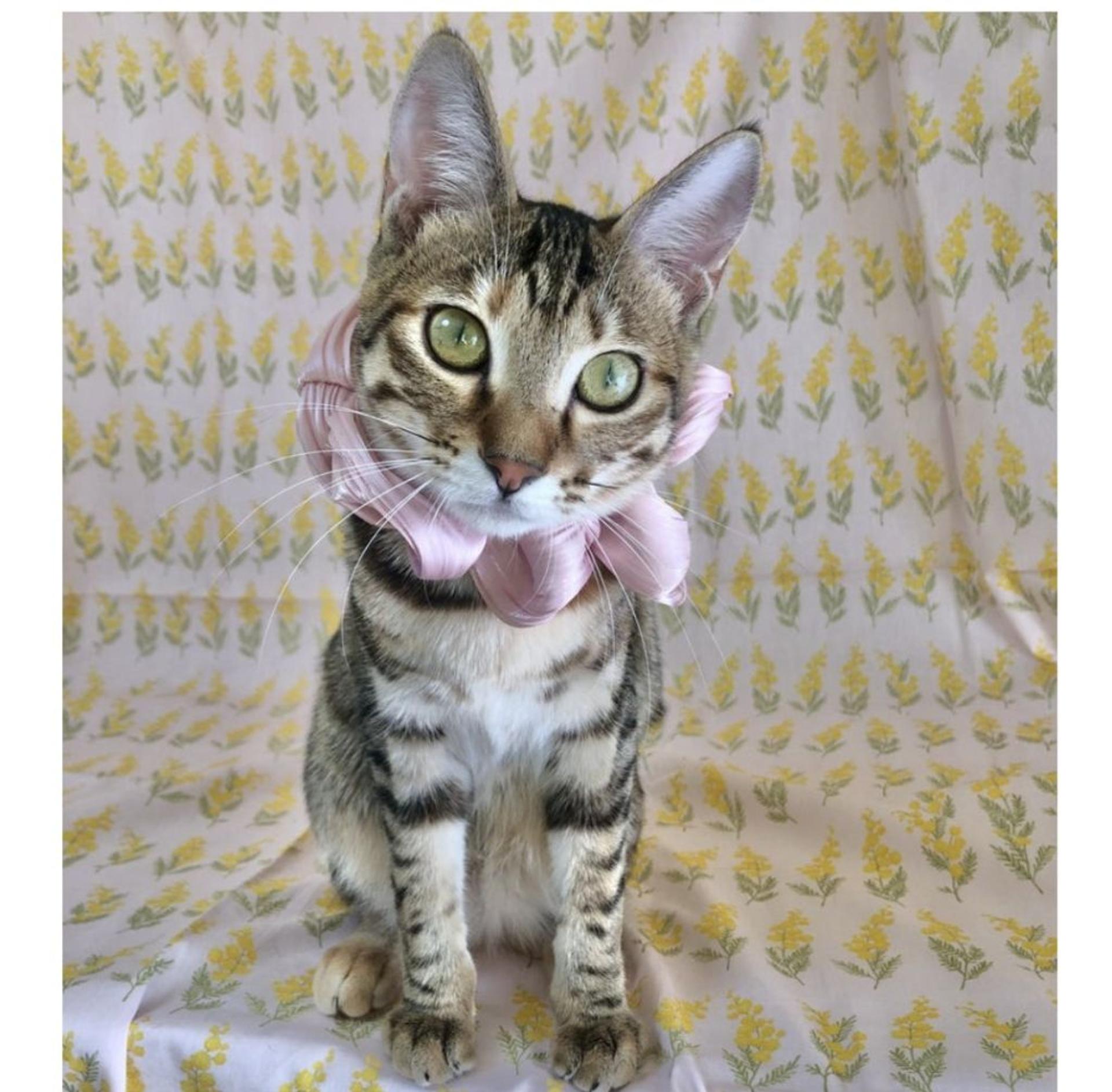 pet-image-3
