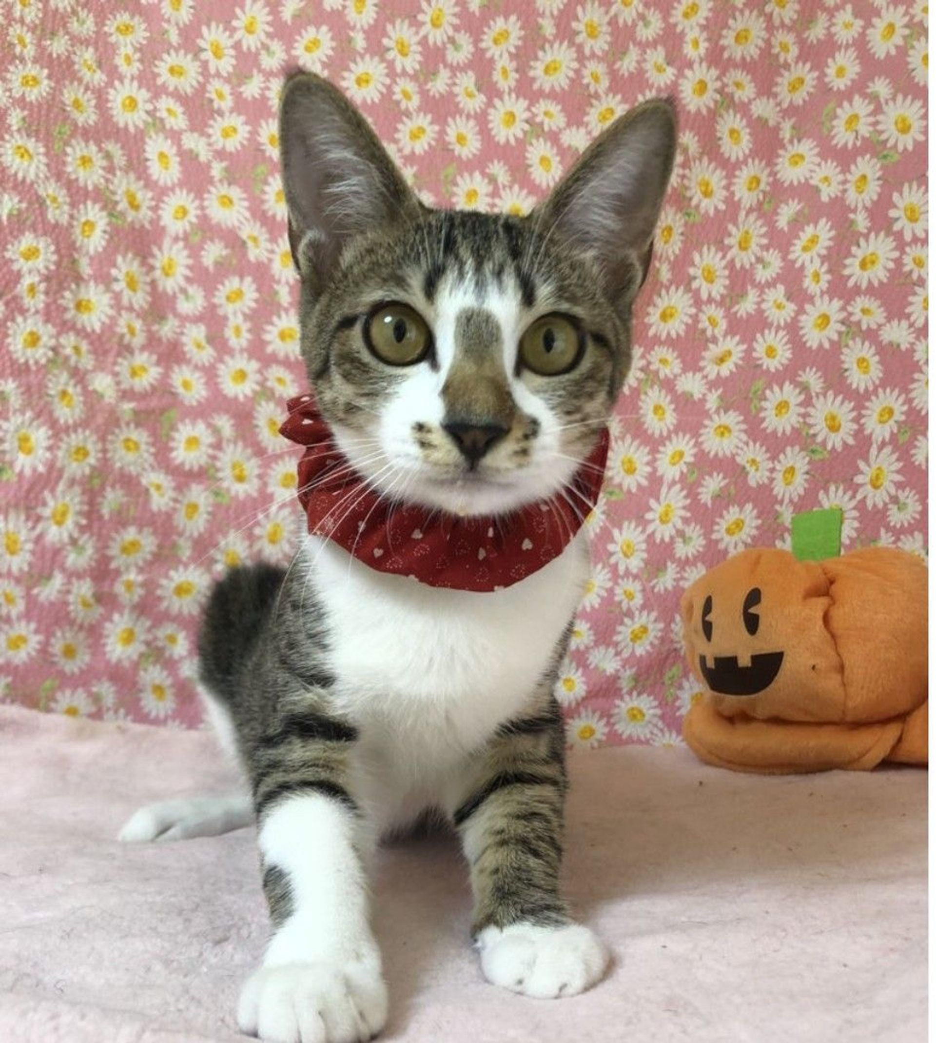 雑種（ミックス猫）・メスの里親募集の写真