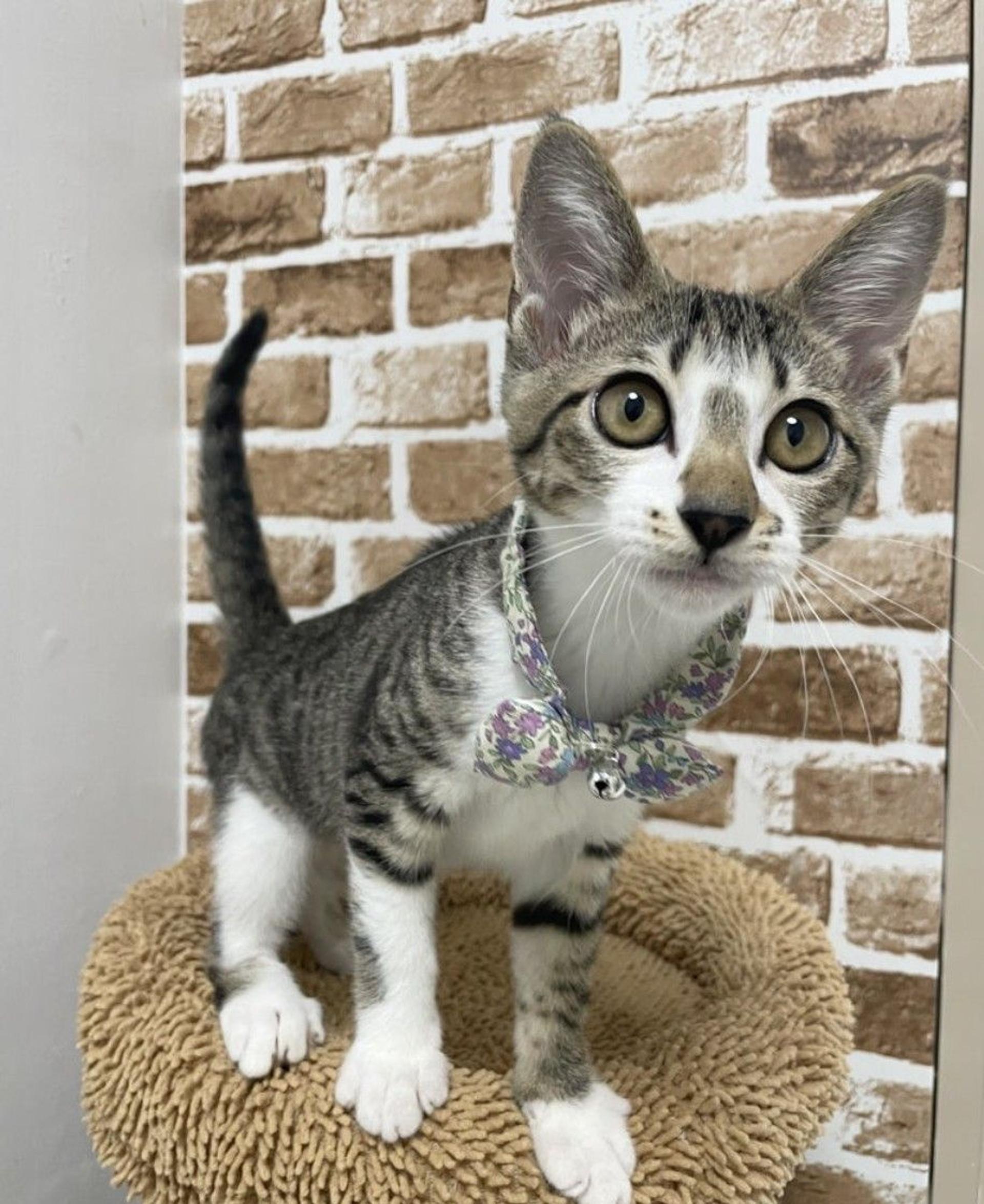 pet-image-2