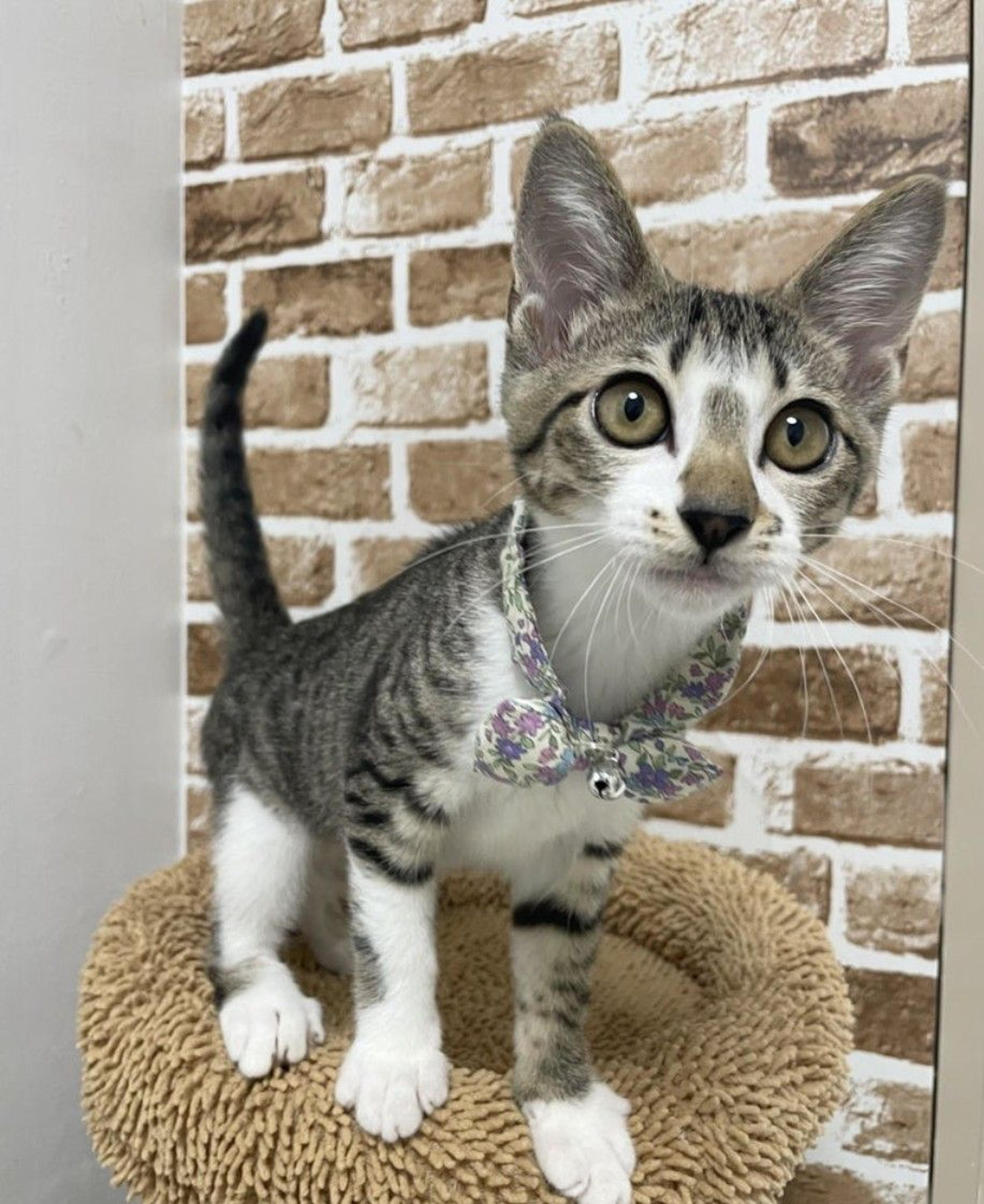 pet-image-2