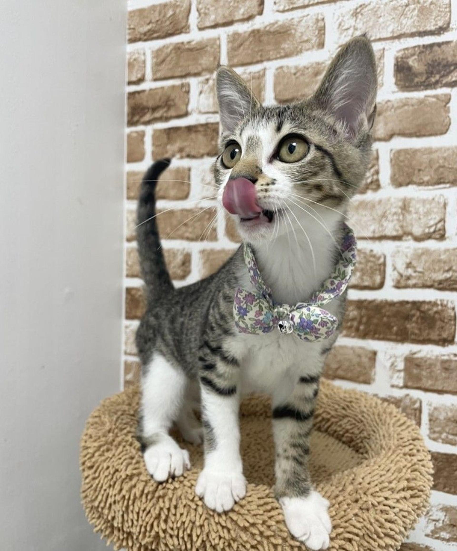 pet-image-3