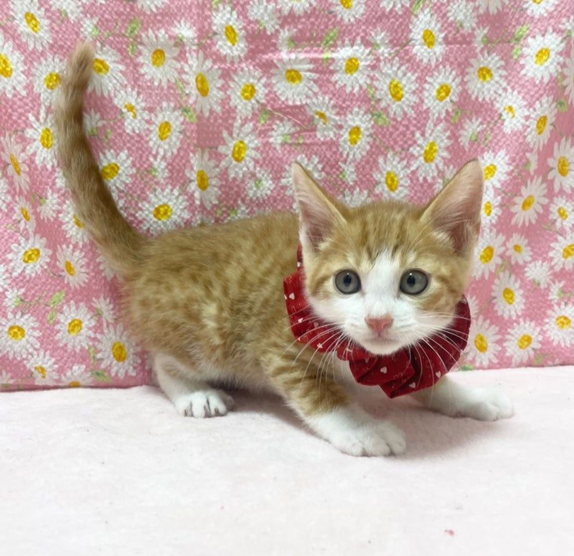 雑種（ミックス猫）・オスの里親募集の写真