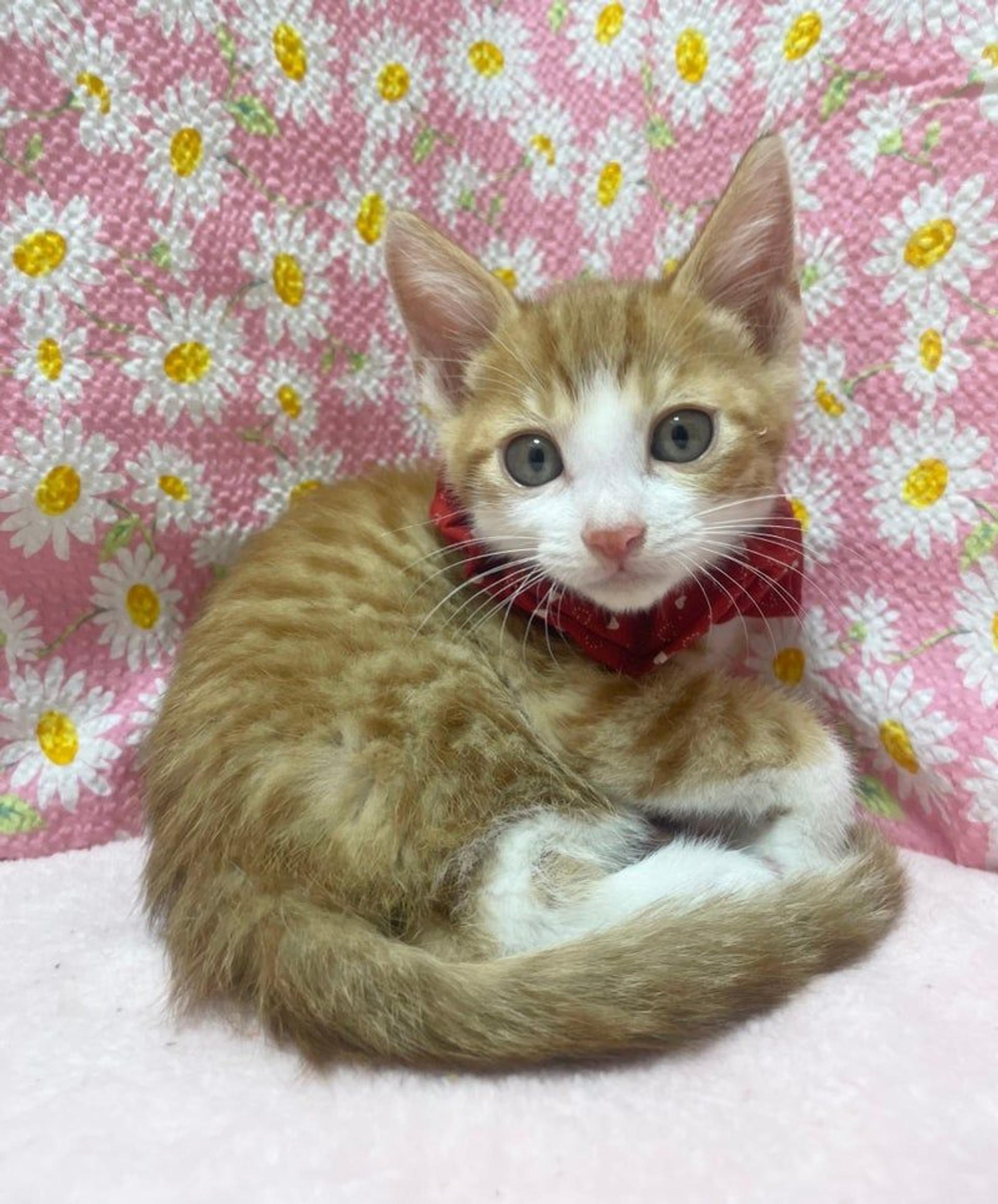 pet-image-3