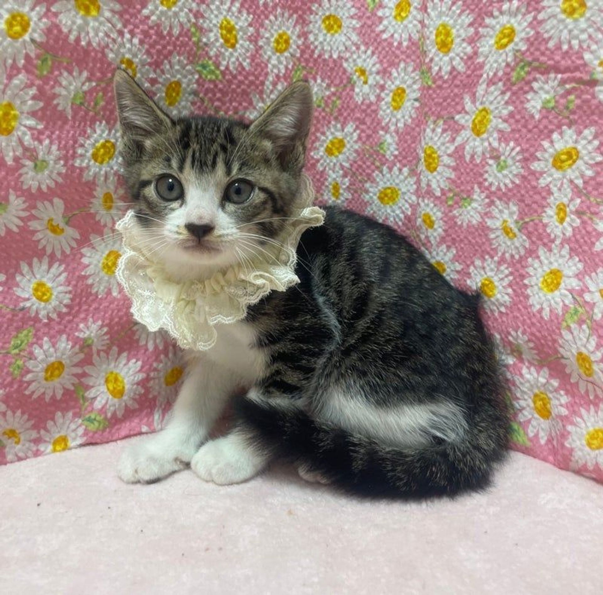 雑種（ミックス猫）・メスの里親募集の写真