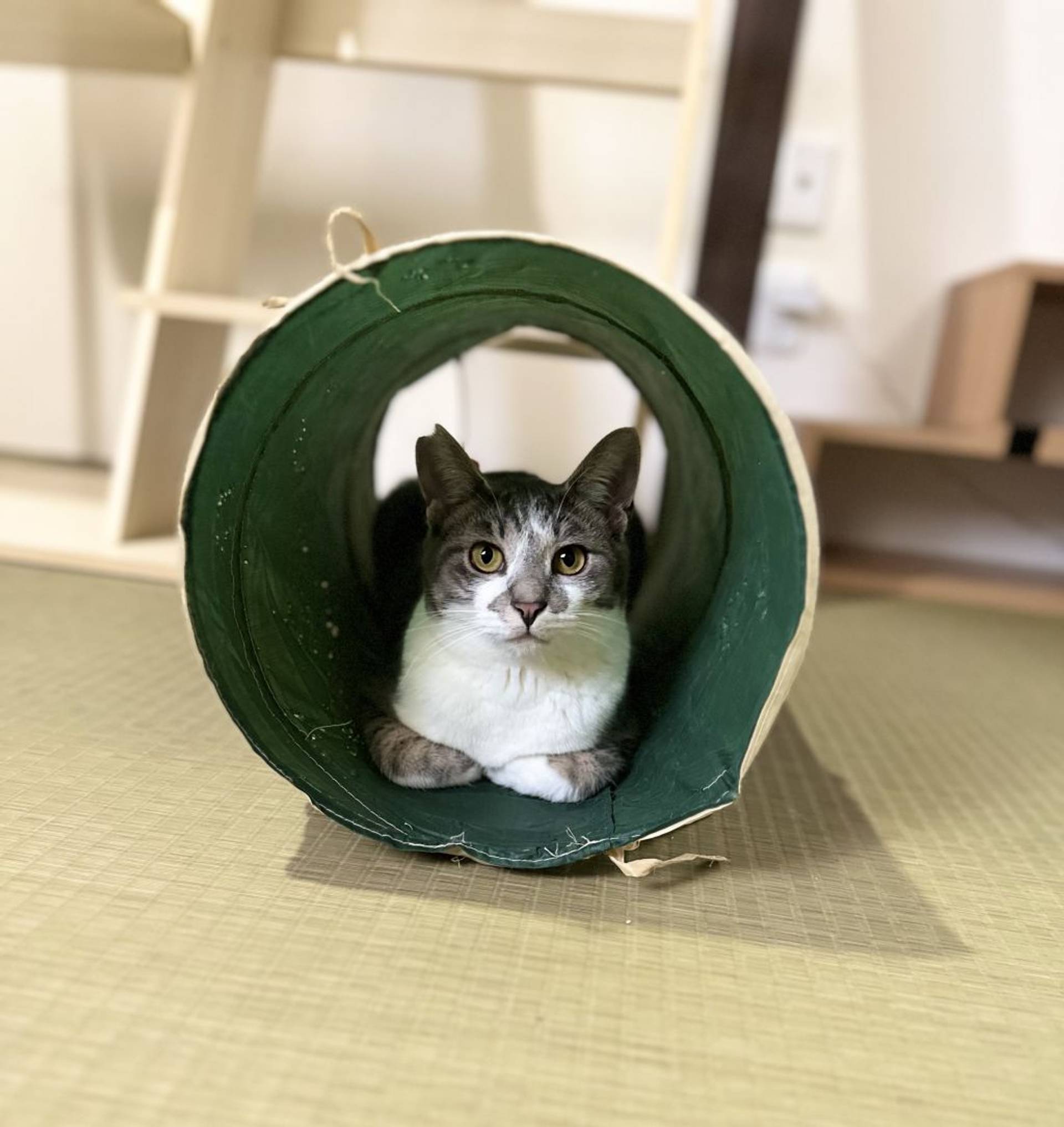 雑種（ミックス猫）・オスの里親募集の写真