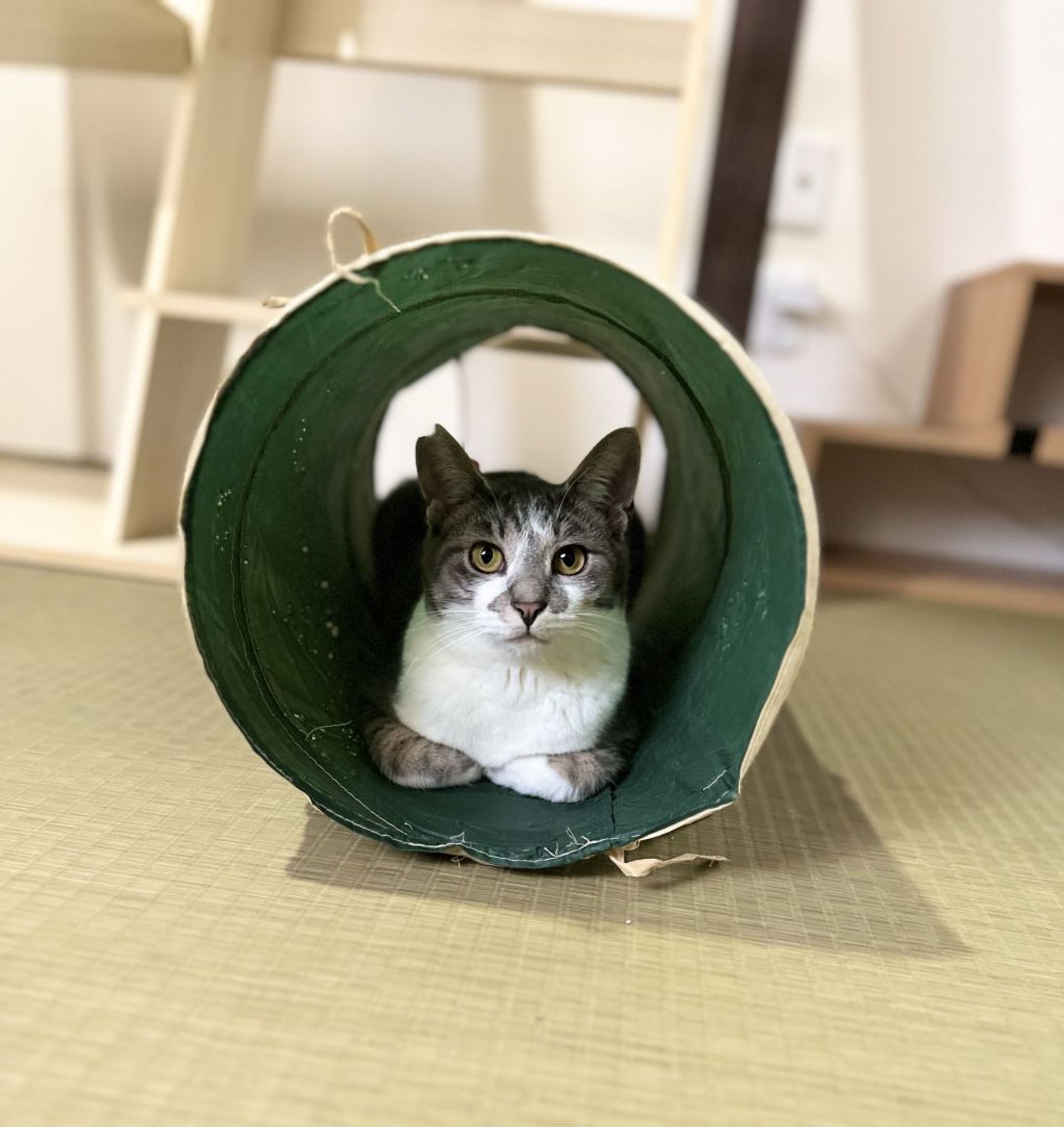 雑種（ミックス猫）・オスの里親募集の写真