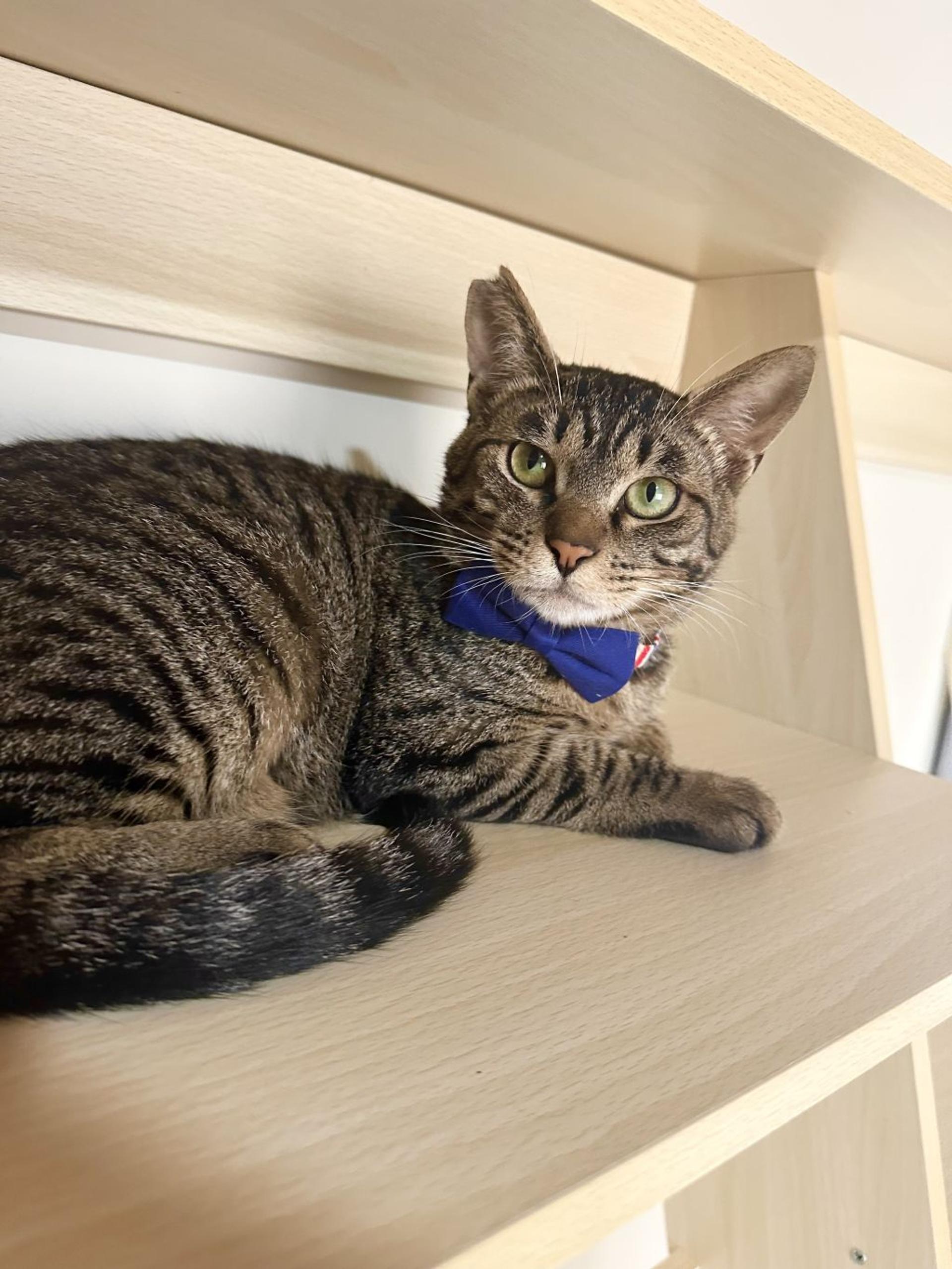 pet-image-3