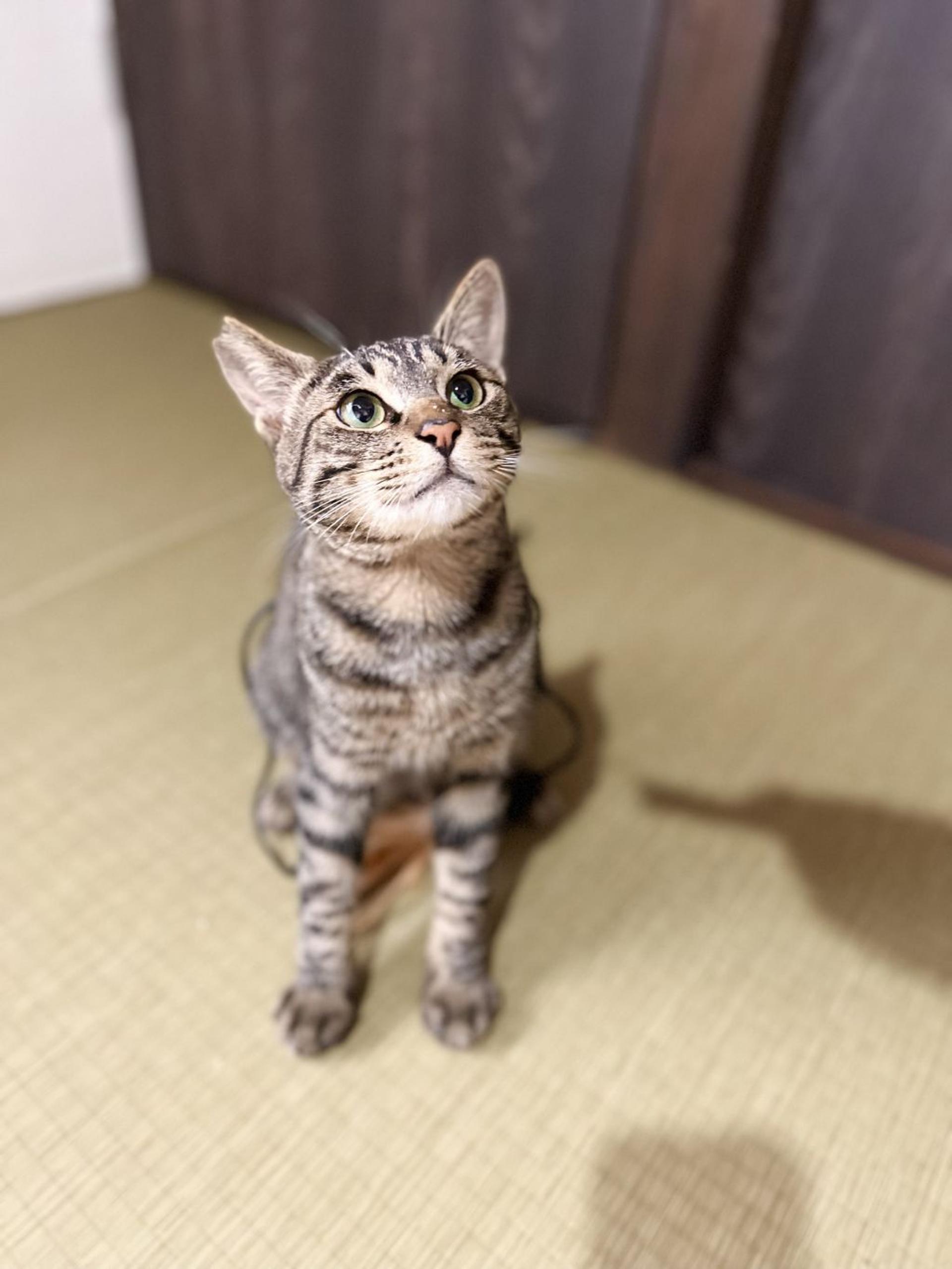pet-image-4