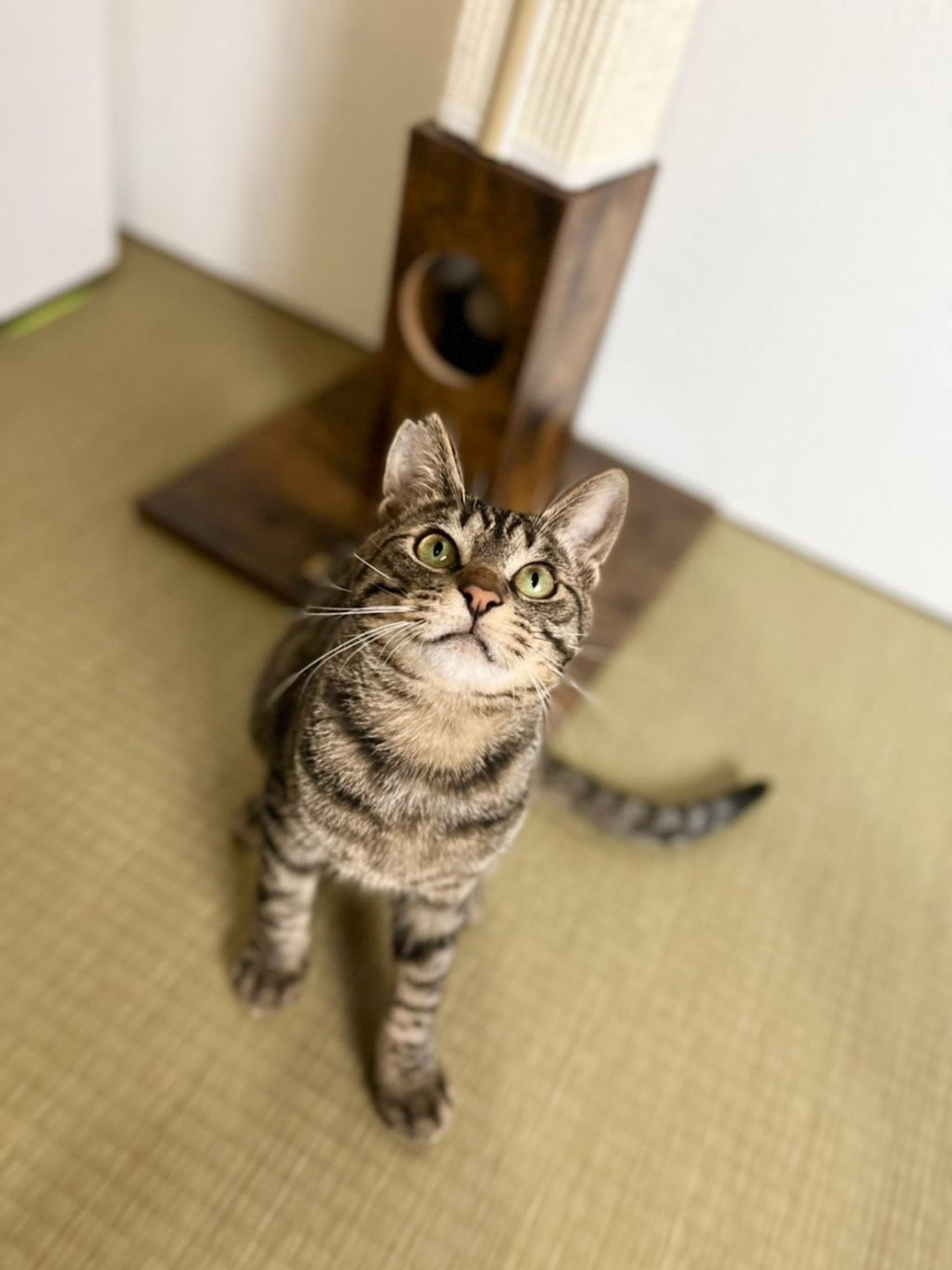 pet-image-6