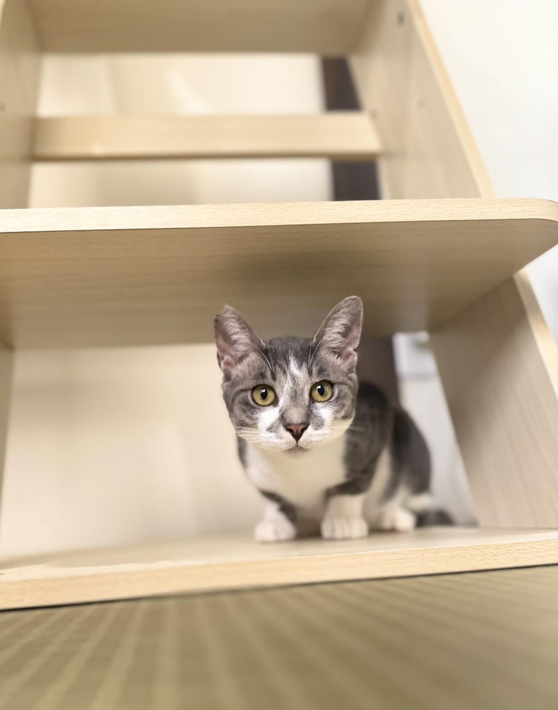 pet-image-7
