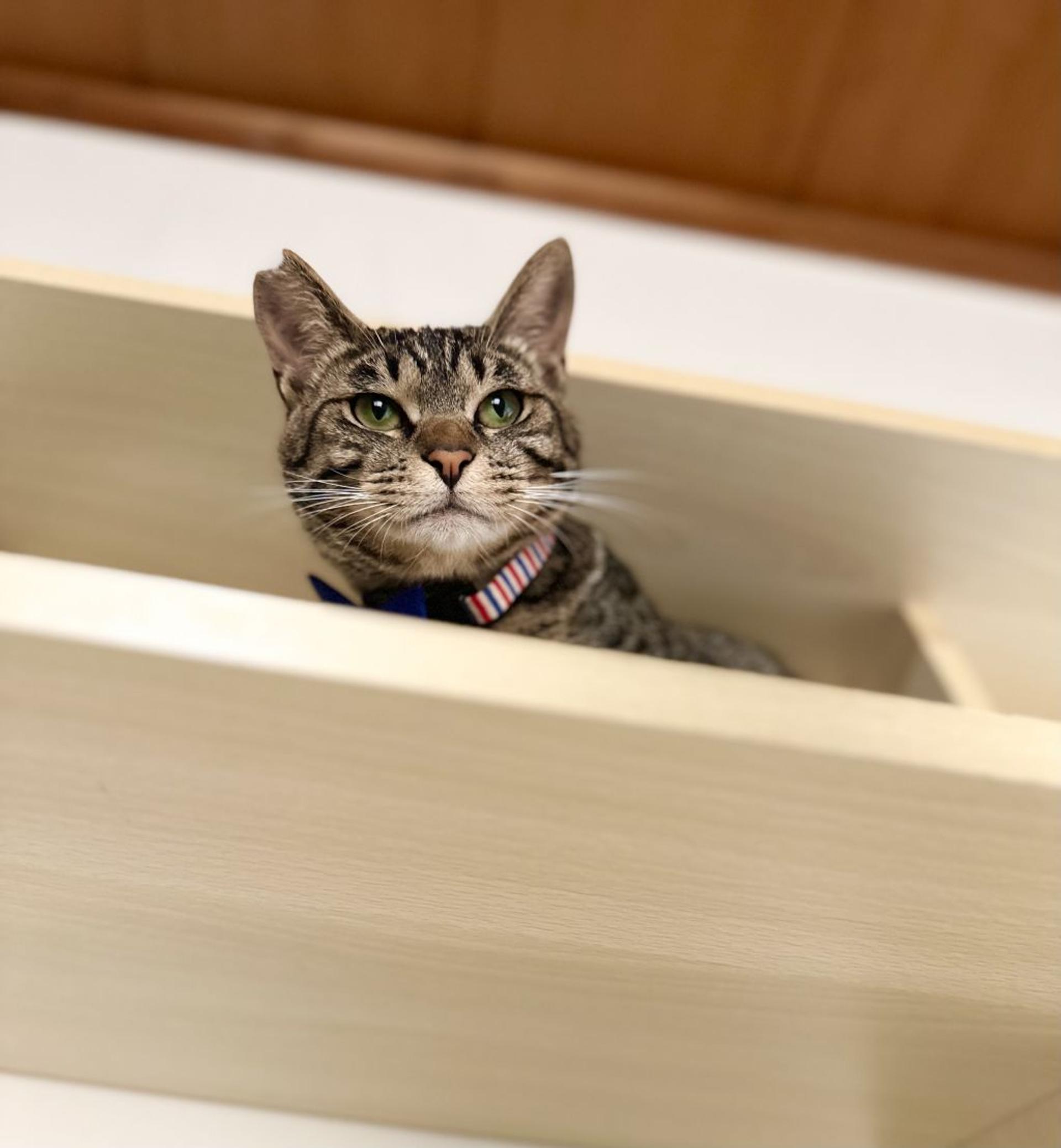 pet-image-9
