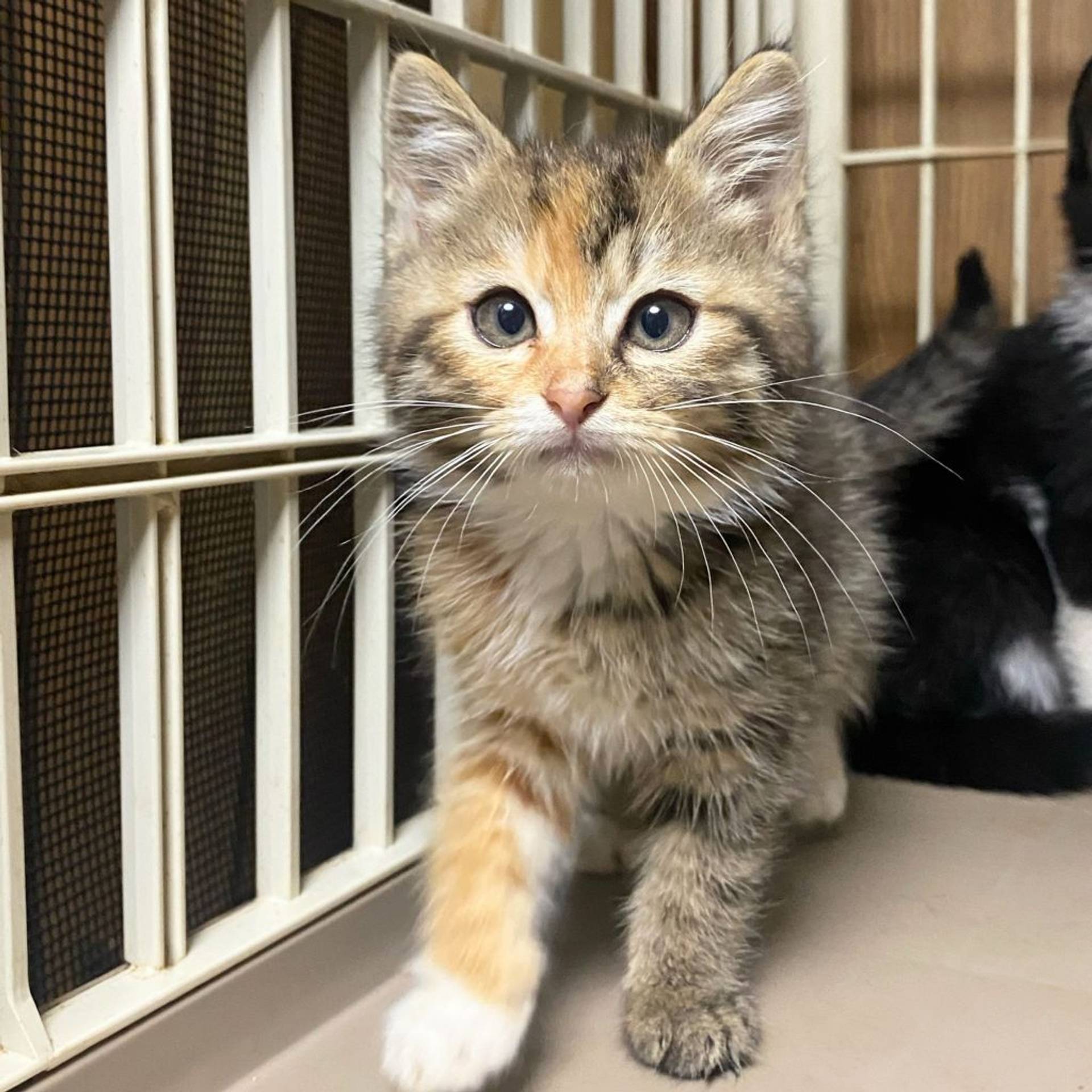 雑種（ミックス猫）・メスの里親募集の写真