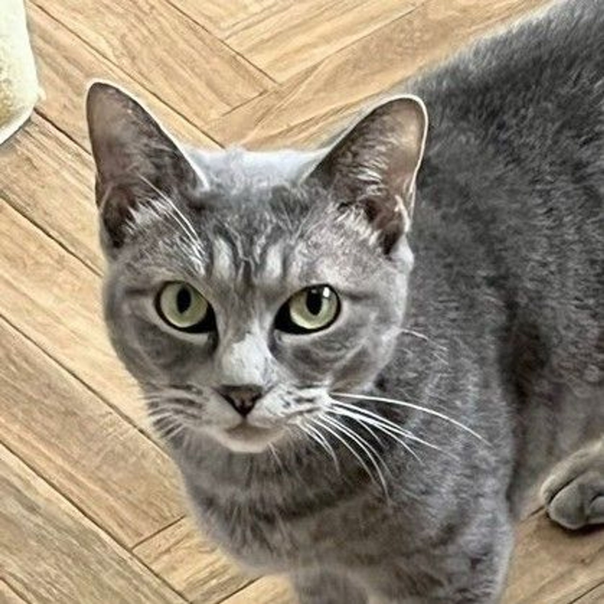 雑種（ミックス猫）・メスの里親募集の写真