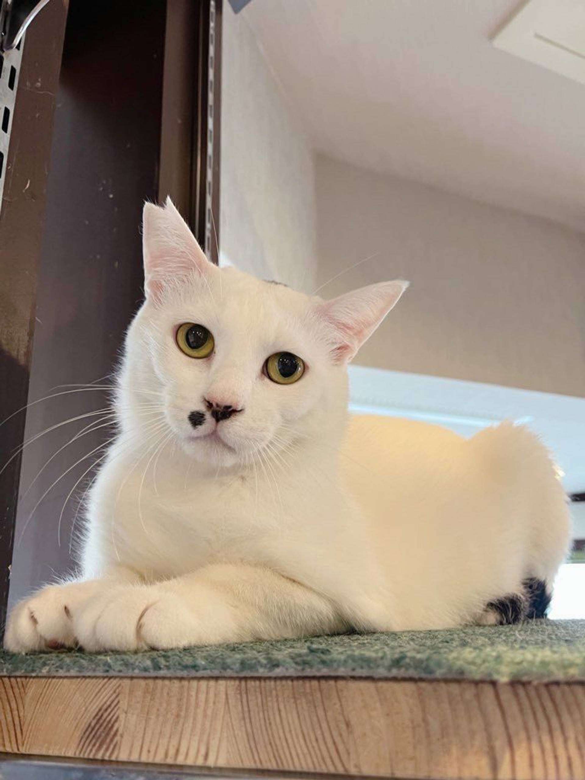雑種（ミックス猫）・オスの里親募集の写真