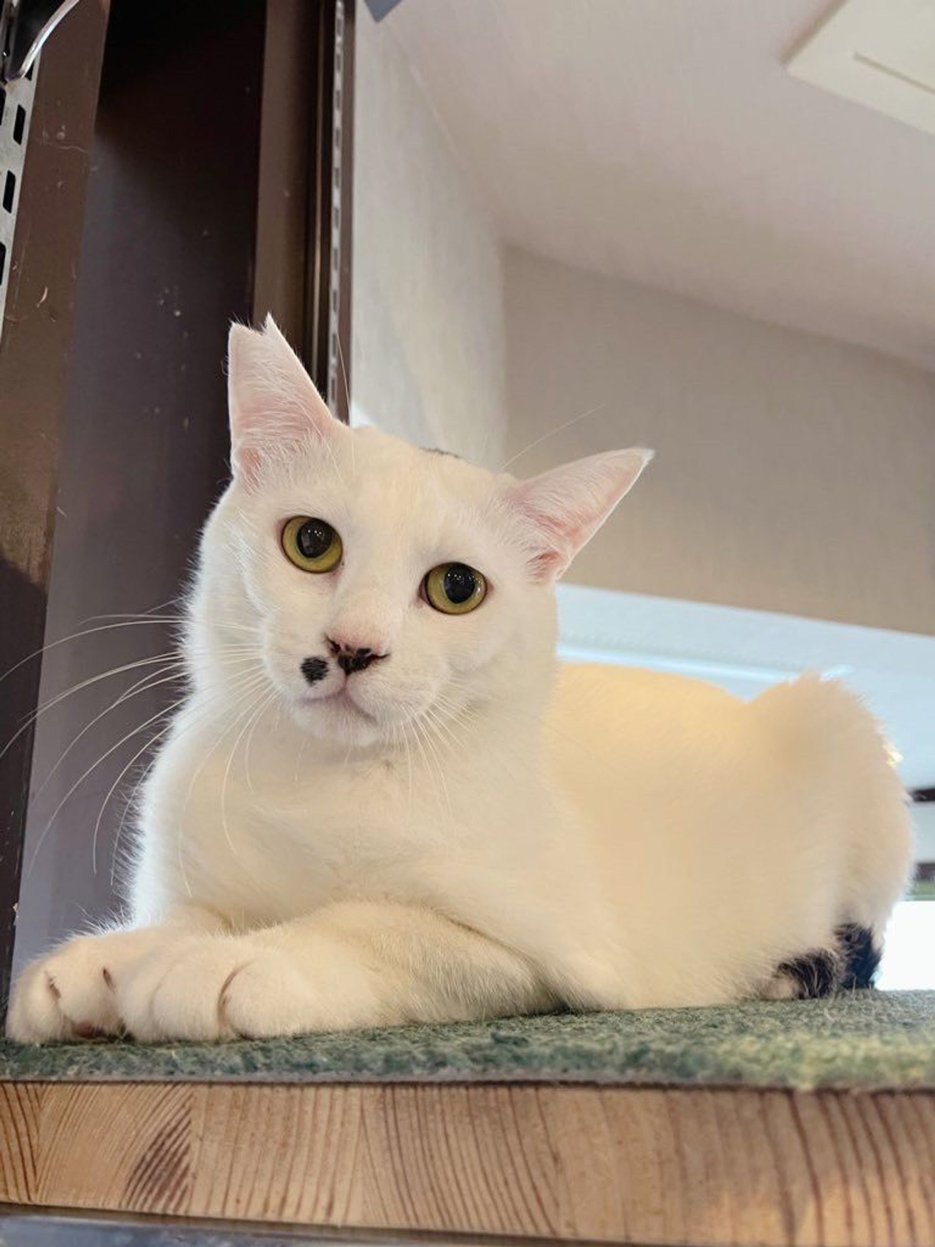 雑種（ミックス猫）・オスの里親募集の写真