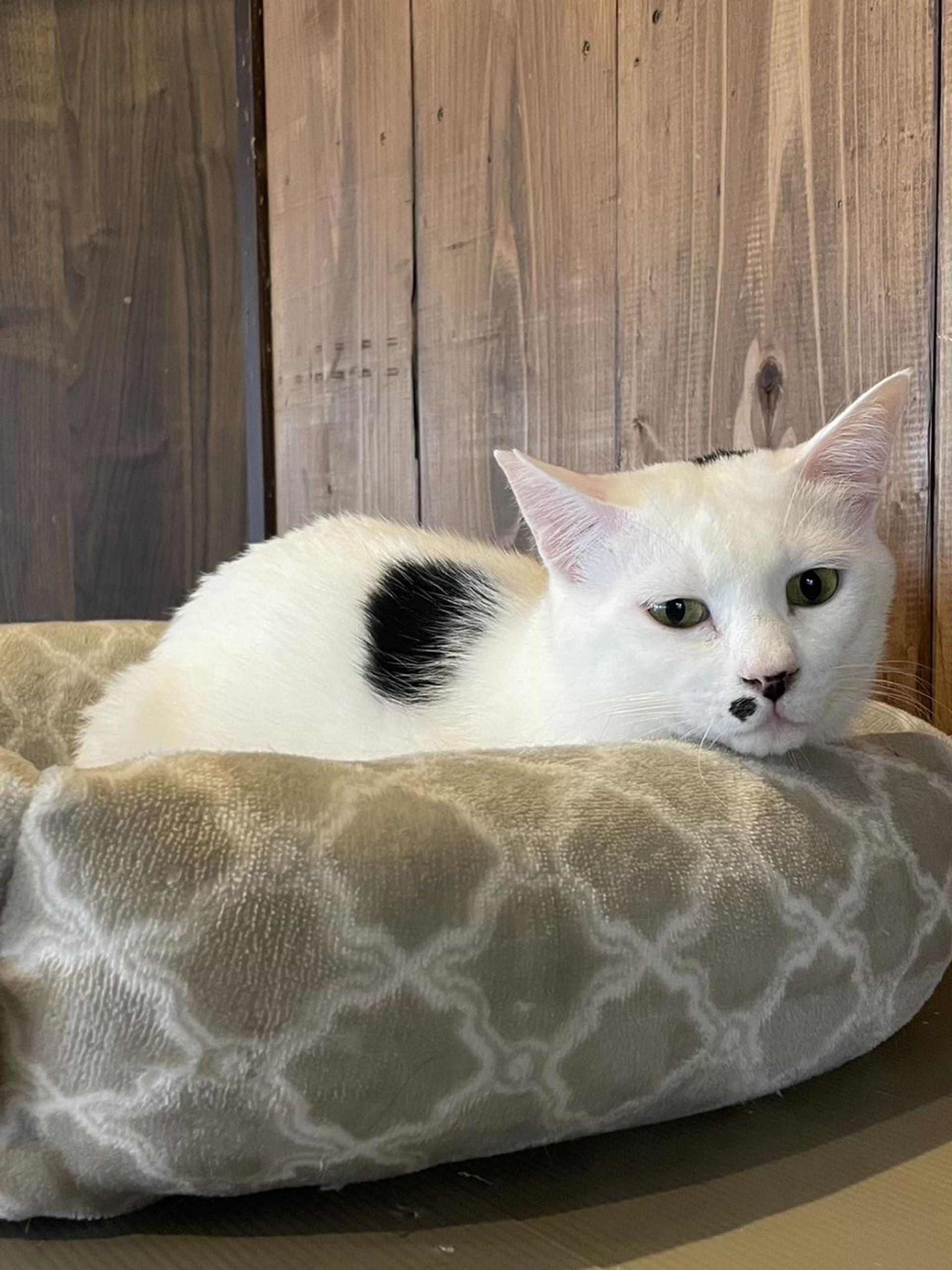 pet-image-2
