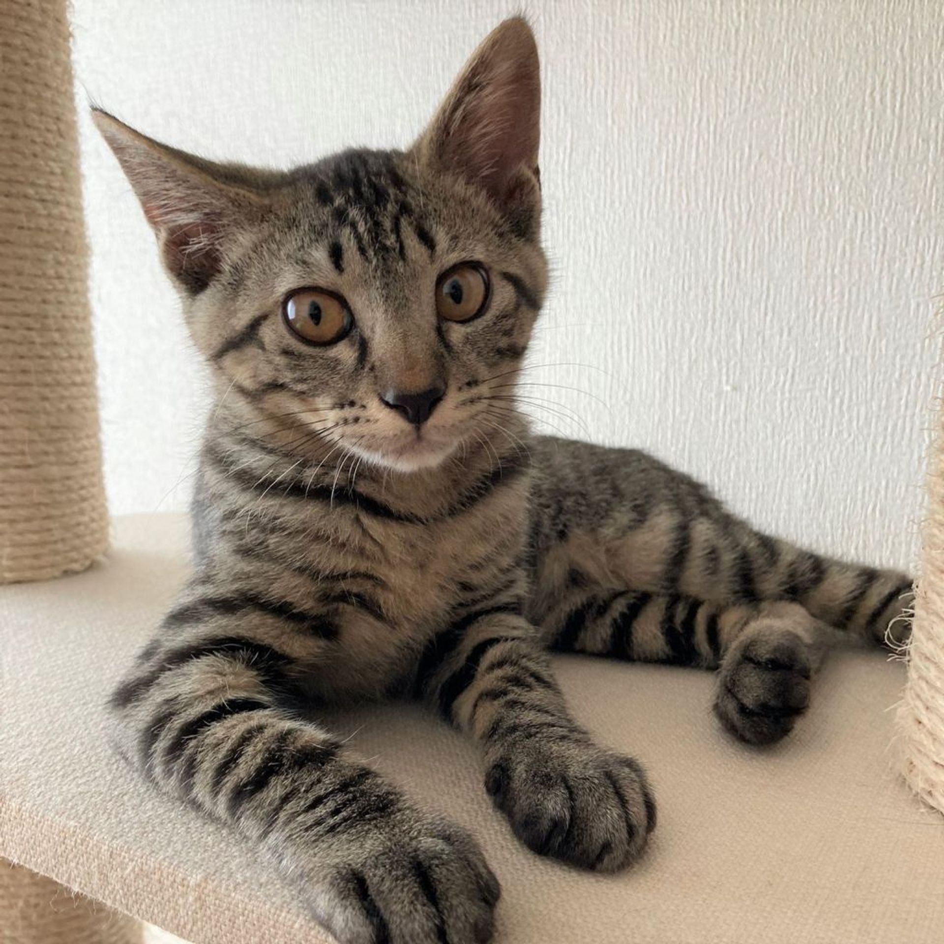 雑種（ミックス猫）・オスの里親募集の写真