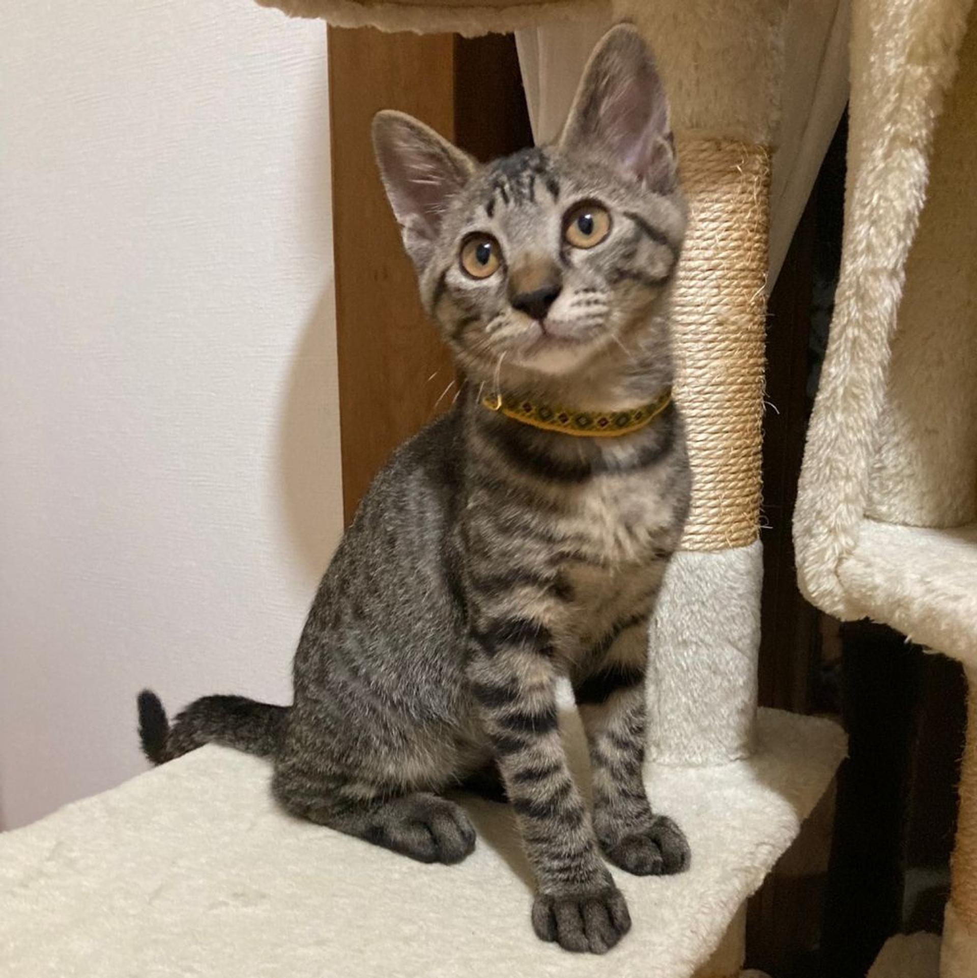 pet-image-3
