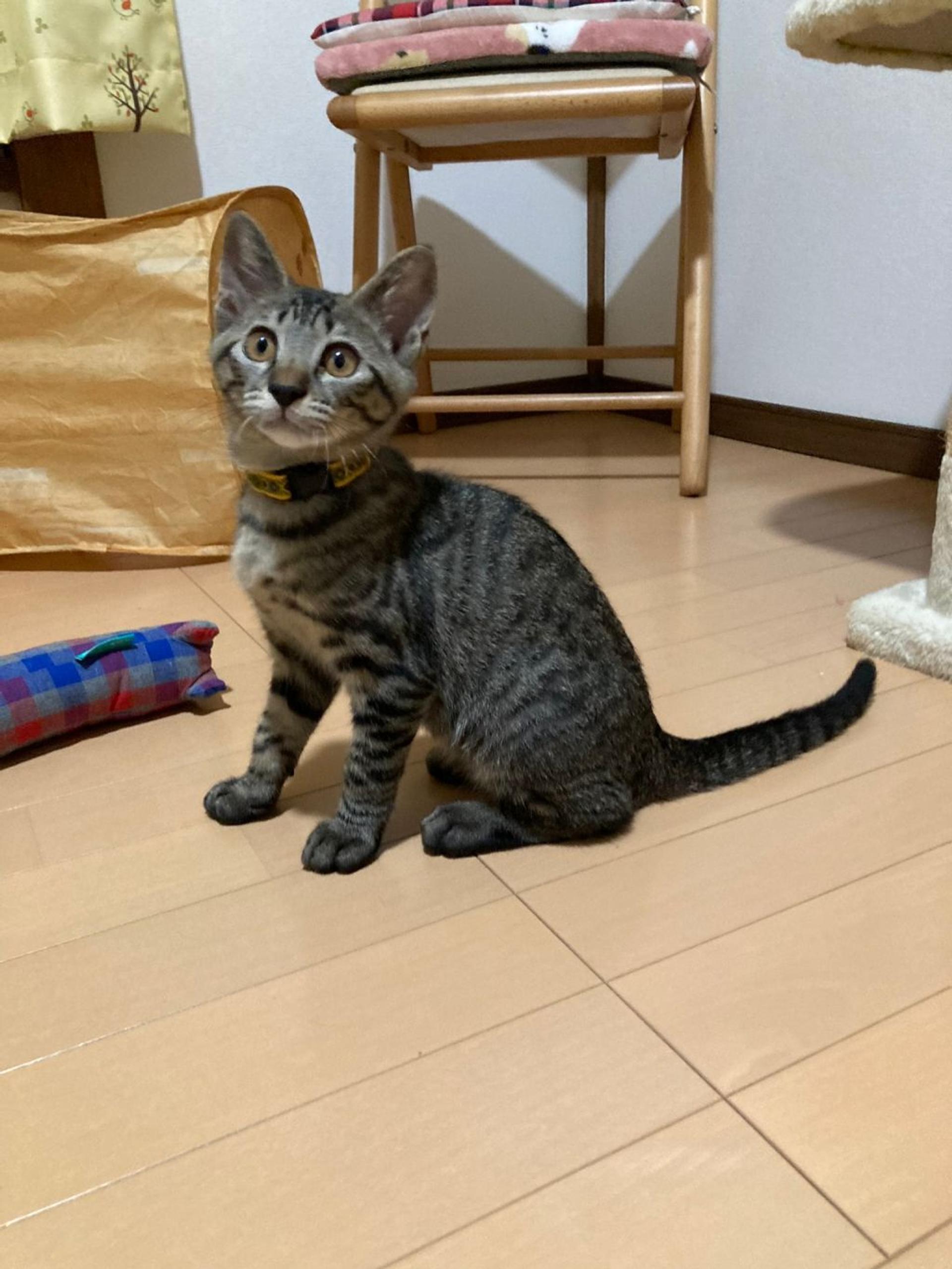 pet-image-4