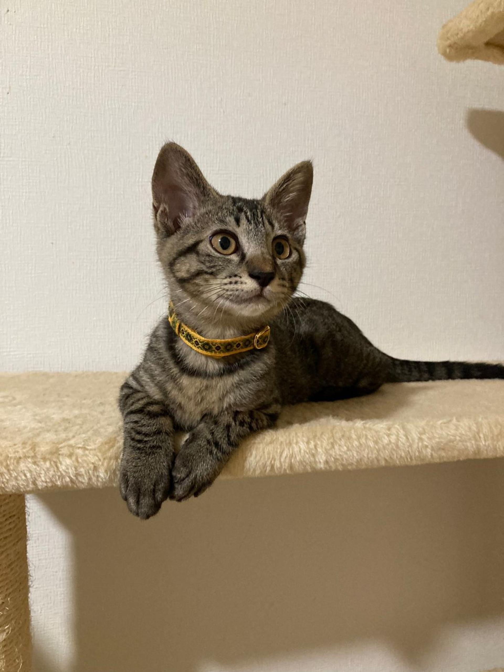 pet-image-5