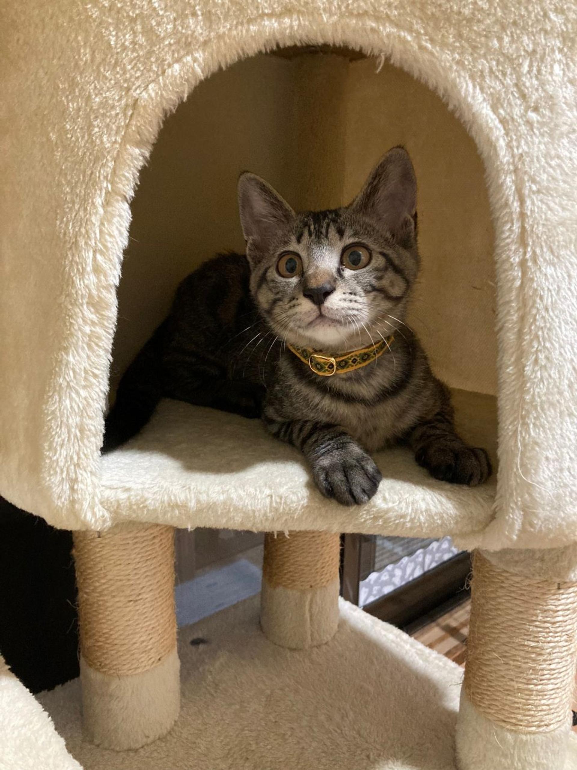 pet-image-8
