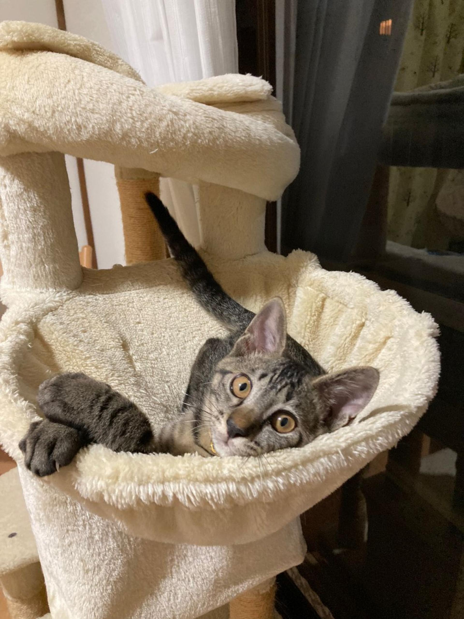 pet-image-9