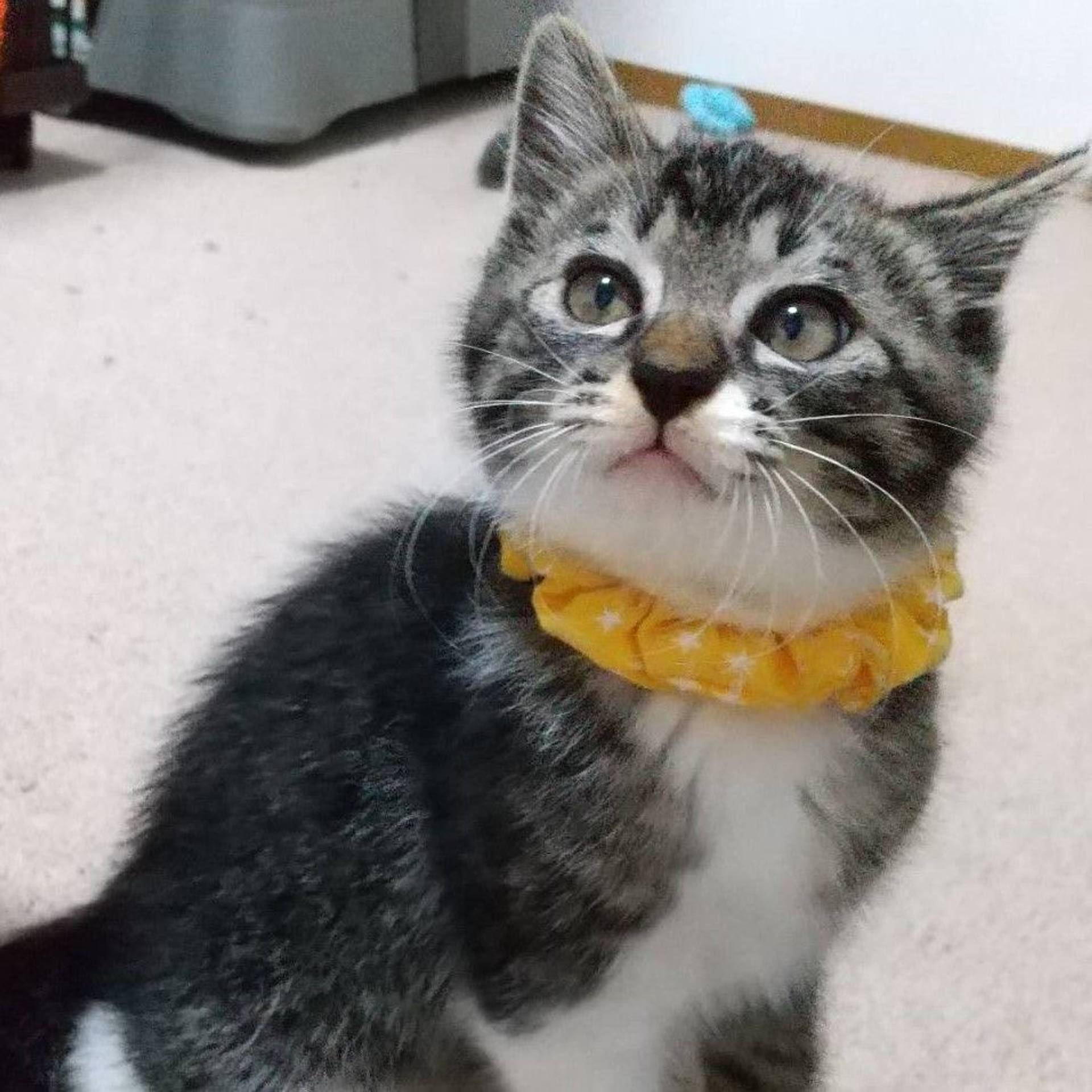雑種（ミックス猫）・オスの里親募集の写真