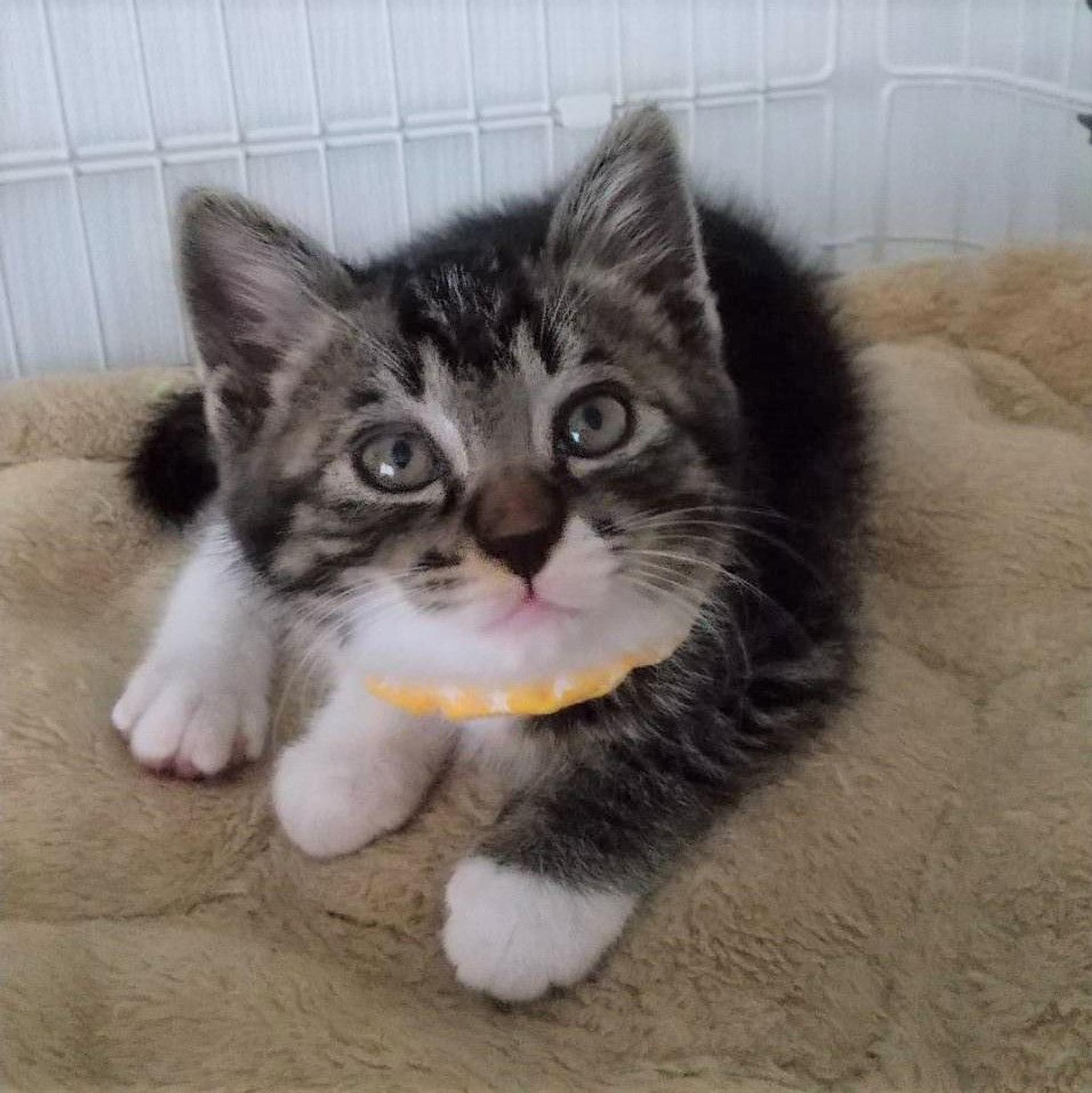 pet-image-3