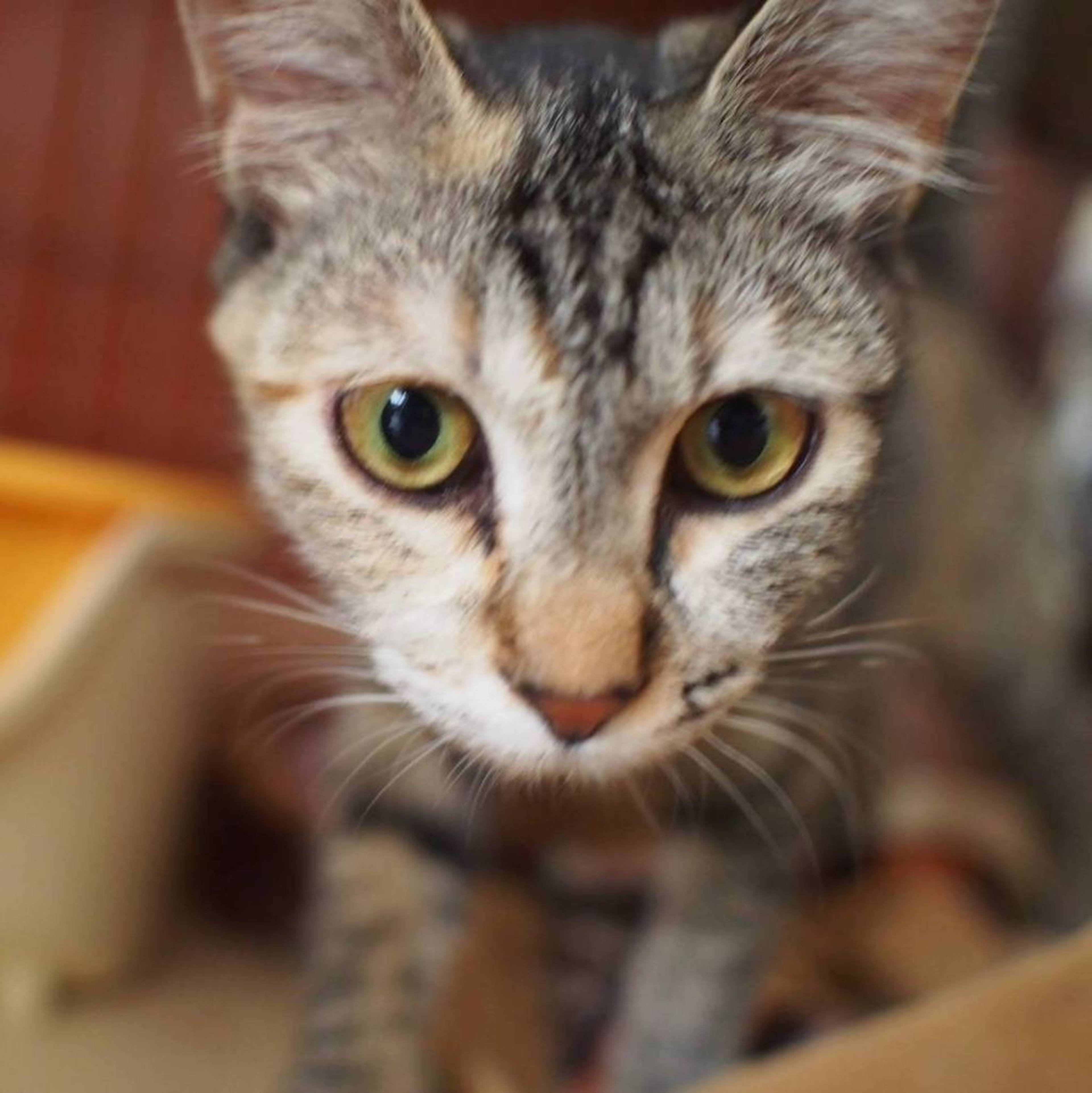 雑種（ミックス猫）・メスの里親募集の写真