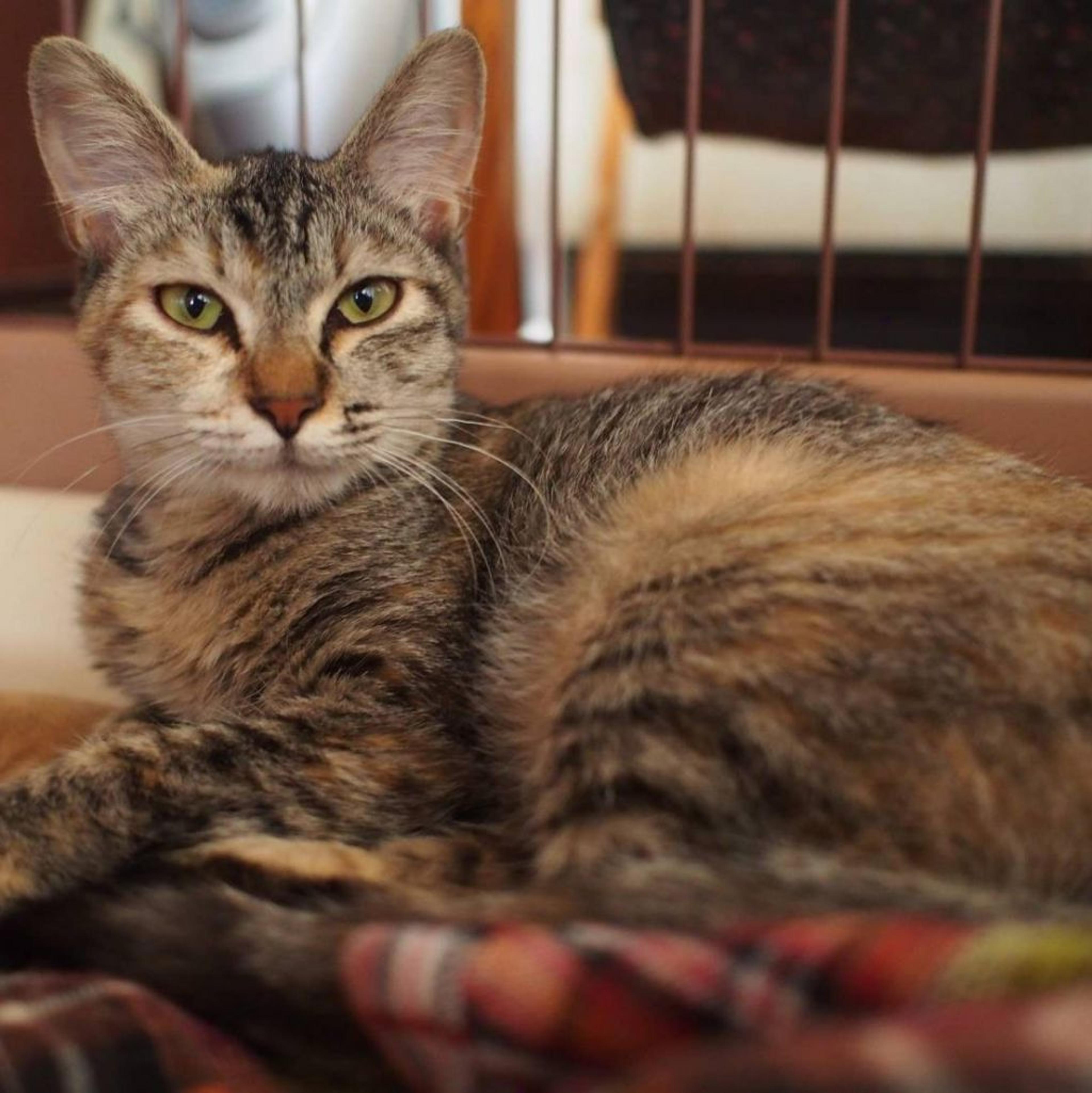 pet-image-3