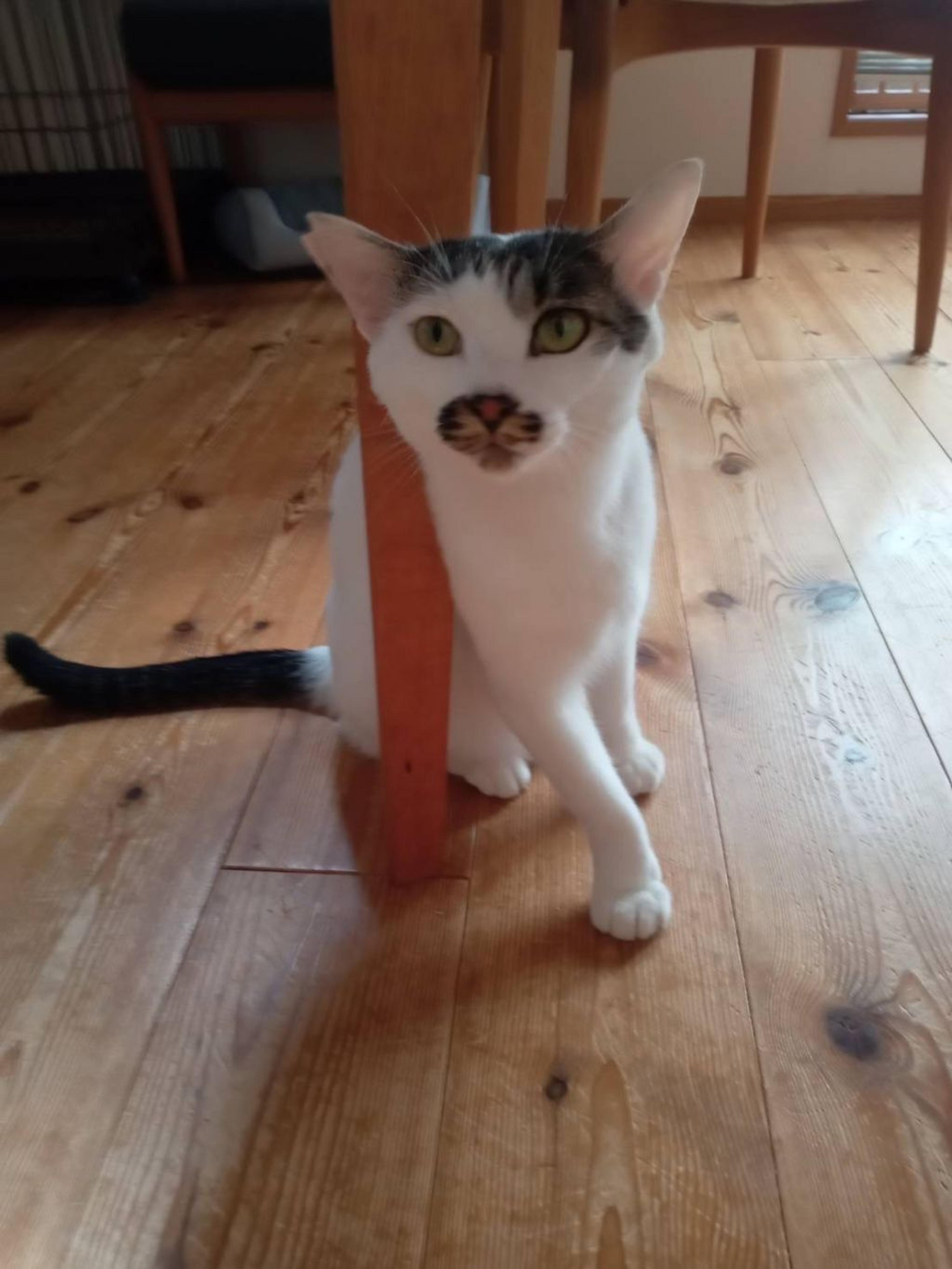 pet-image-2