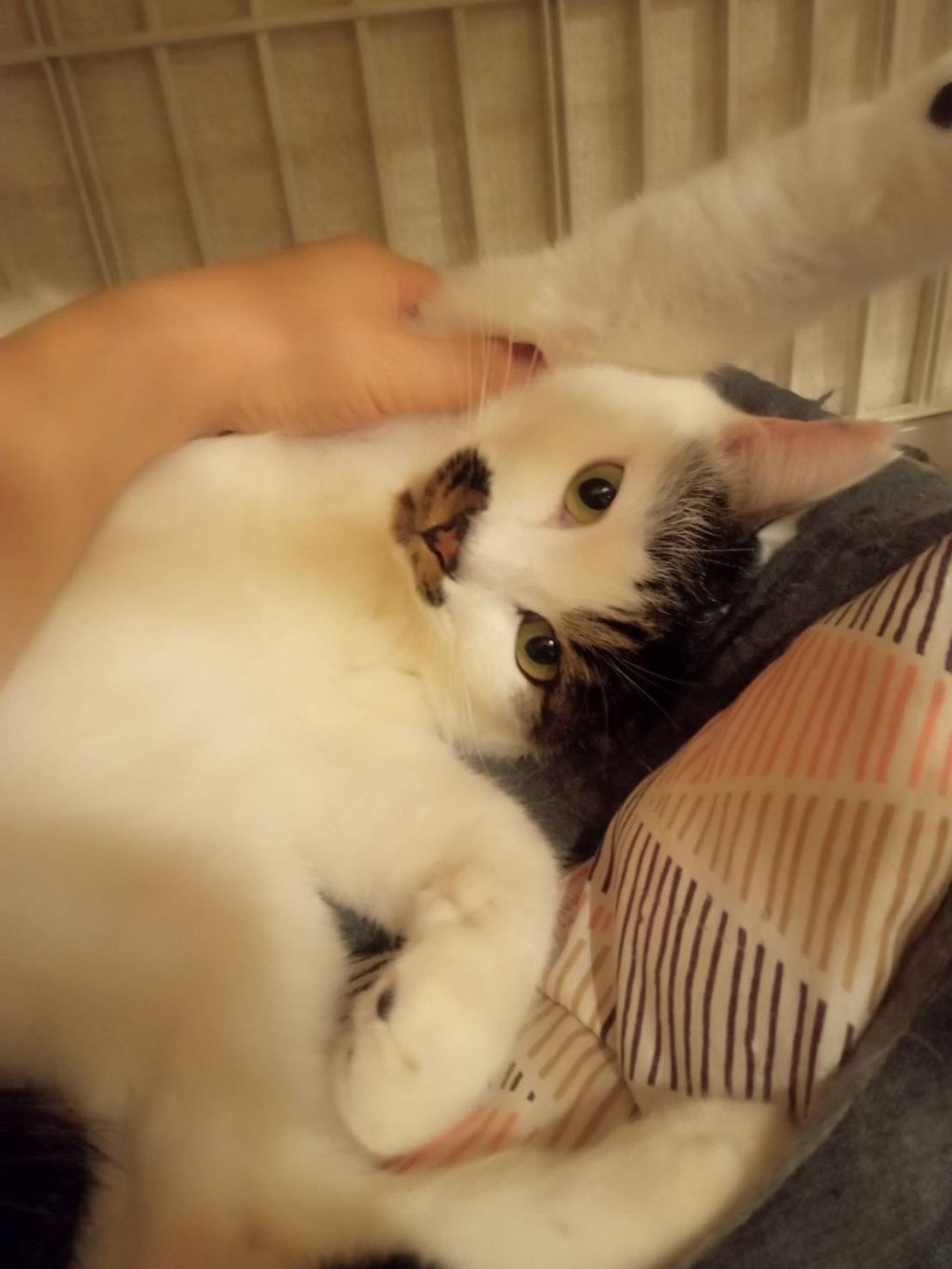 thumbnail-3