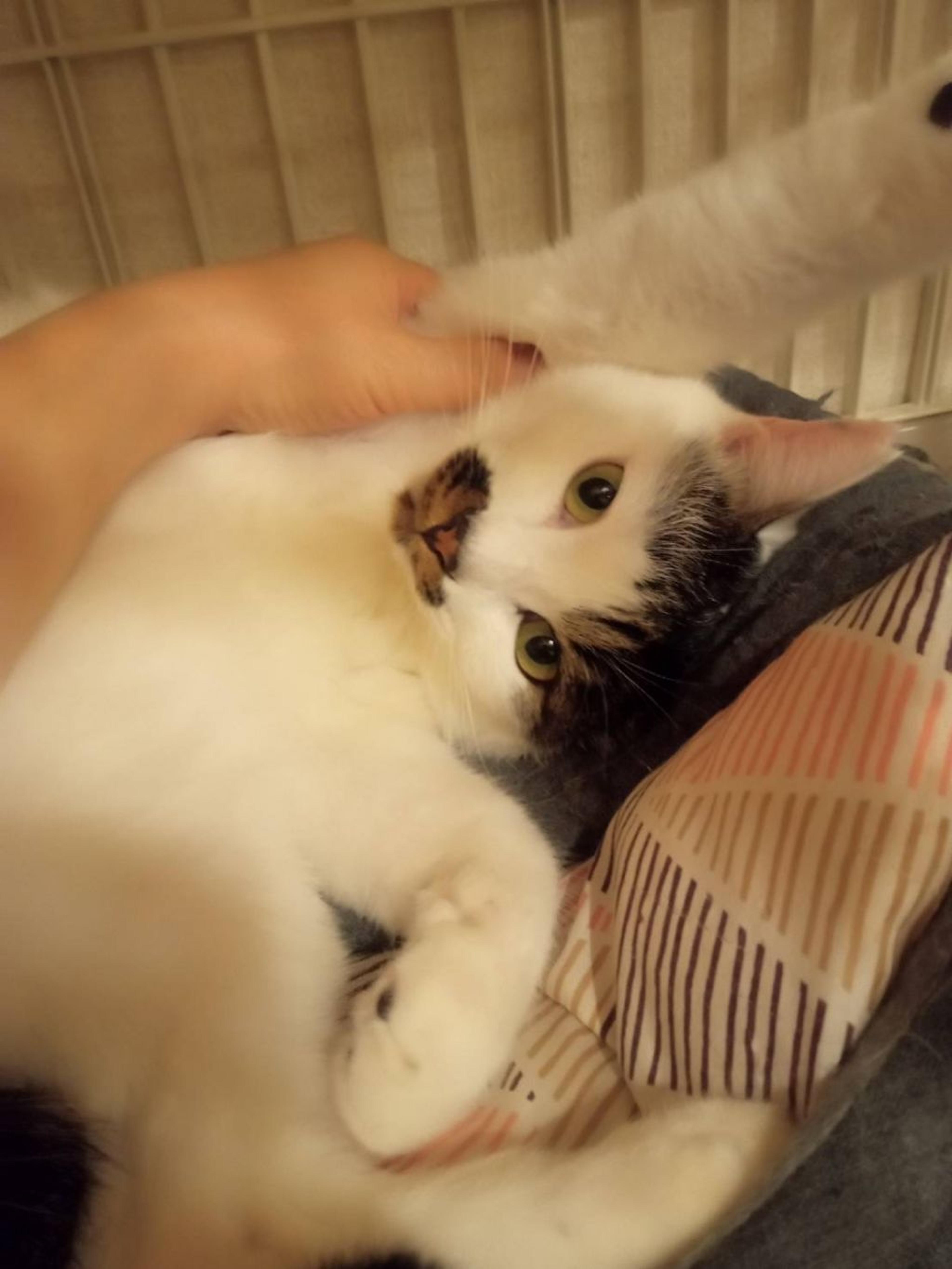 pet-image-3