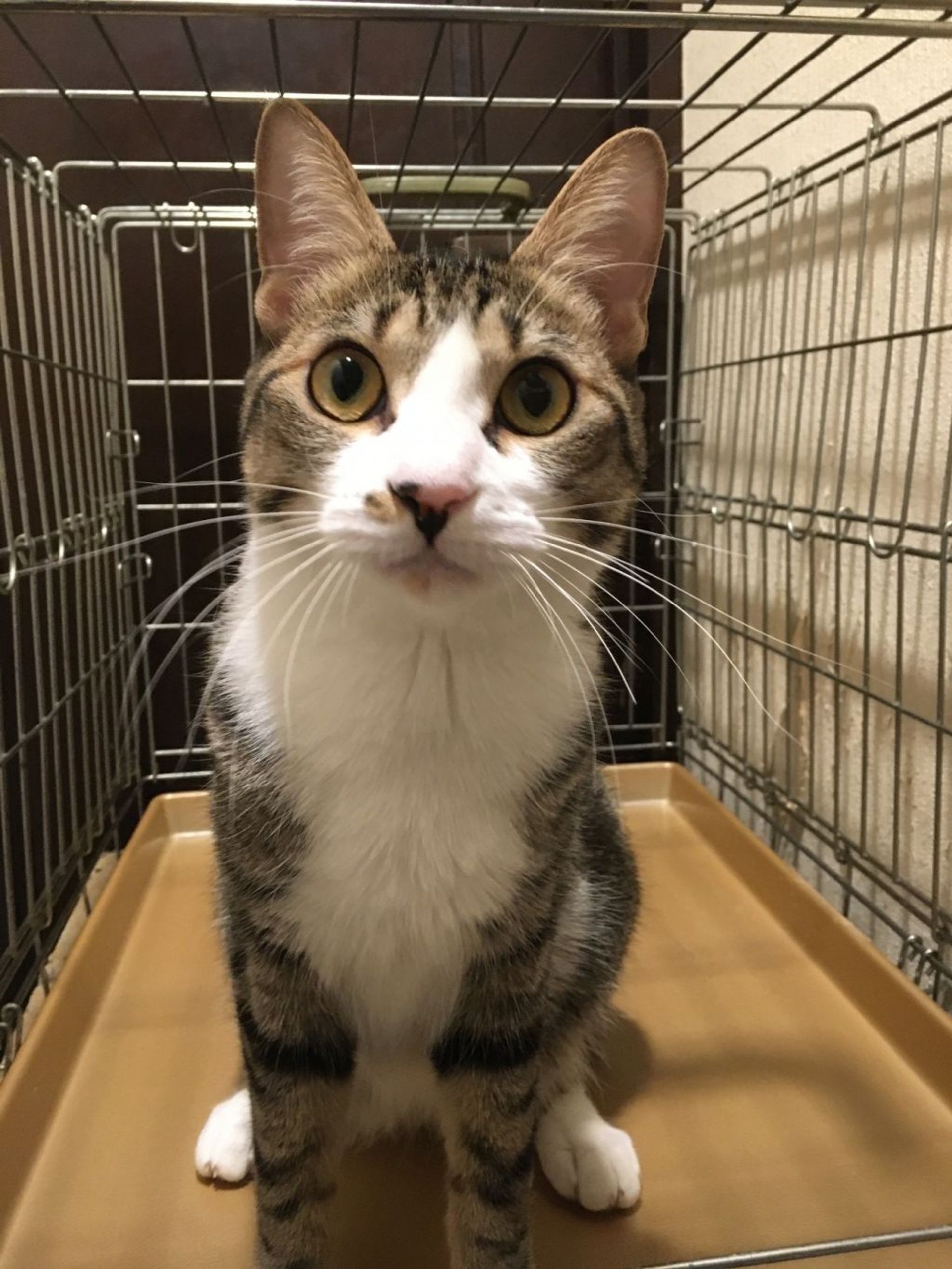 雑種（ミックス猫）・オスの里親募集の写真