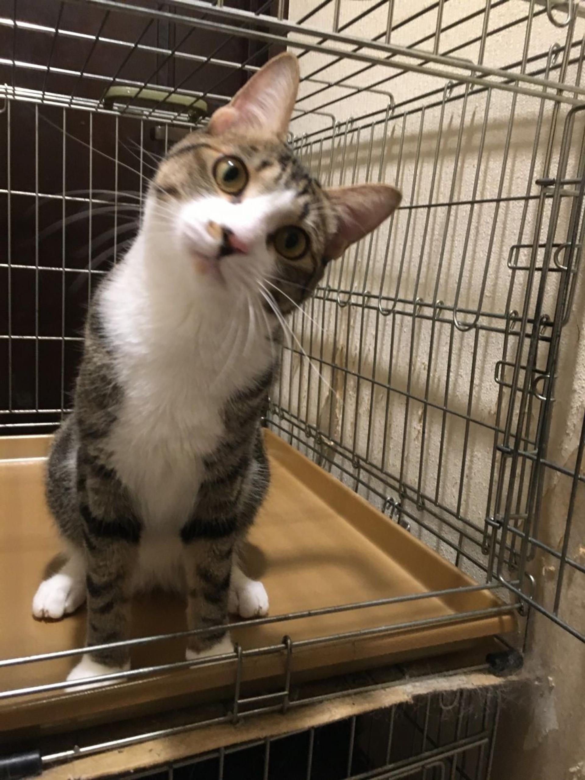 pet-image-2
