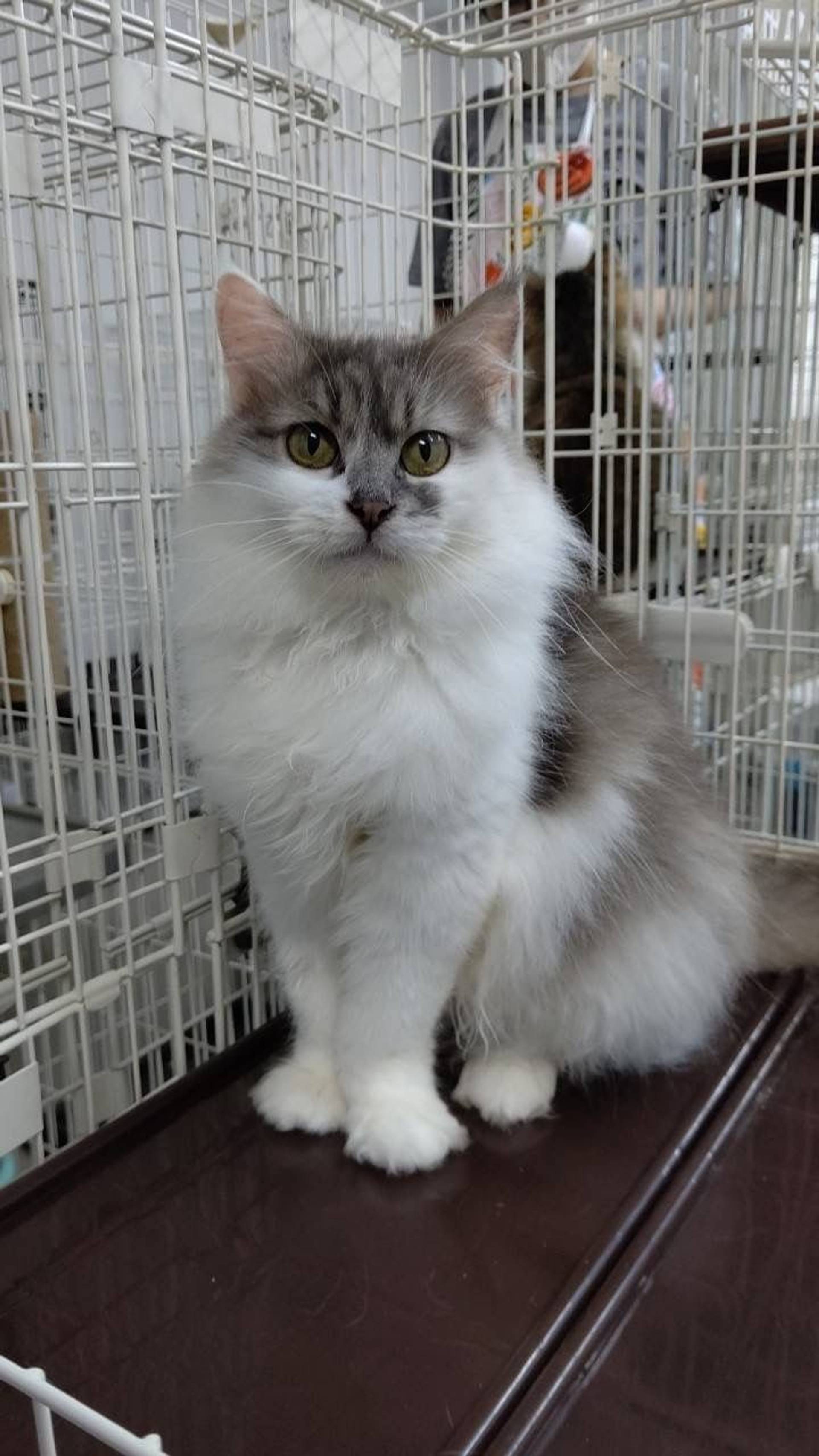 雑種（ミックス猫）・メスの里親募集の写真