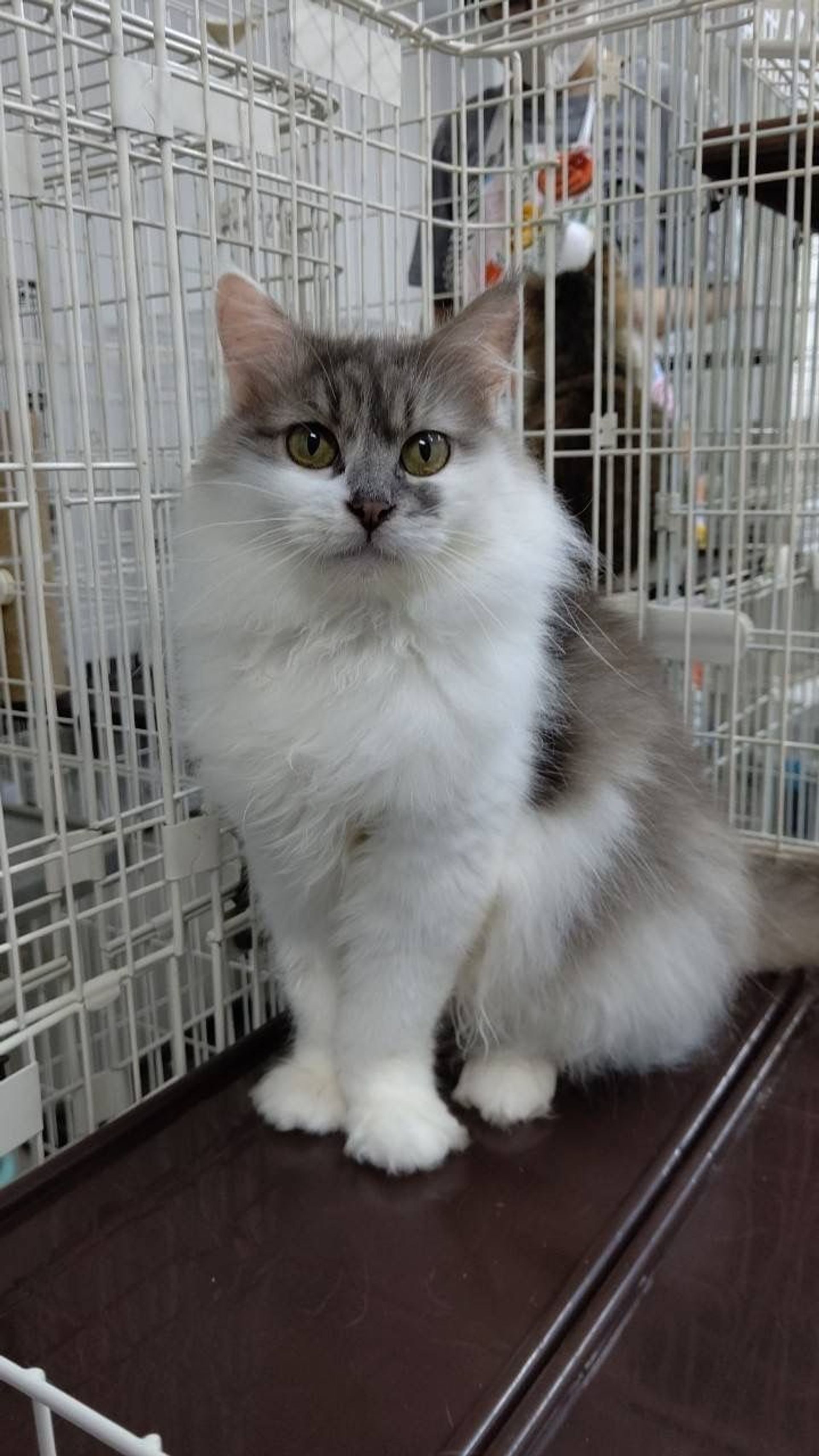 雑種（ミックス猫）・メスの里親募集の写真