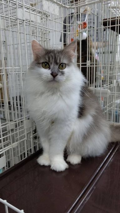 ドラミの写真