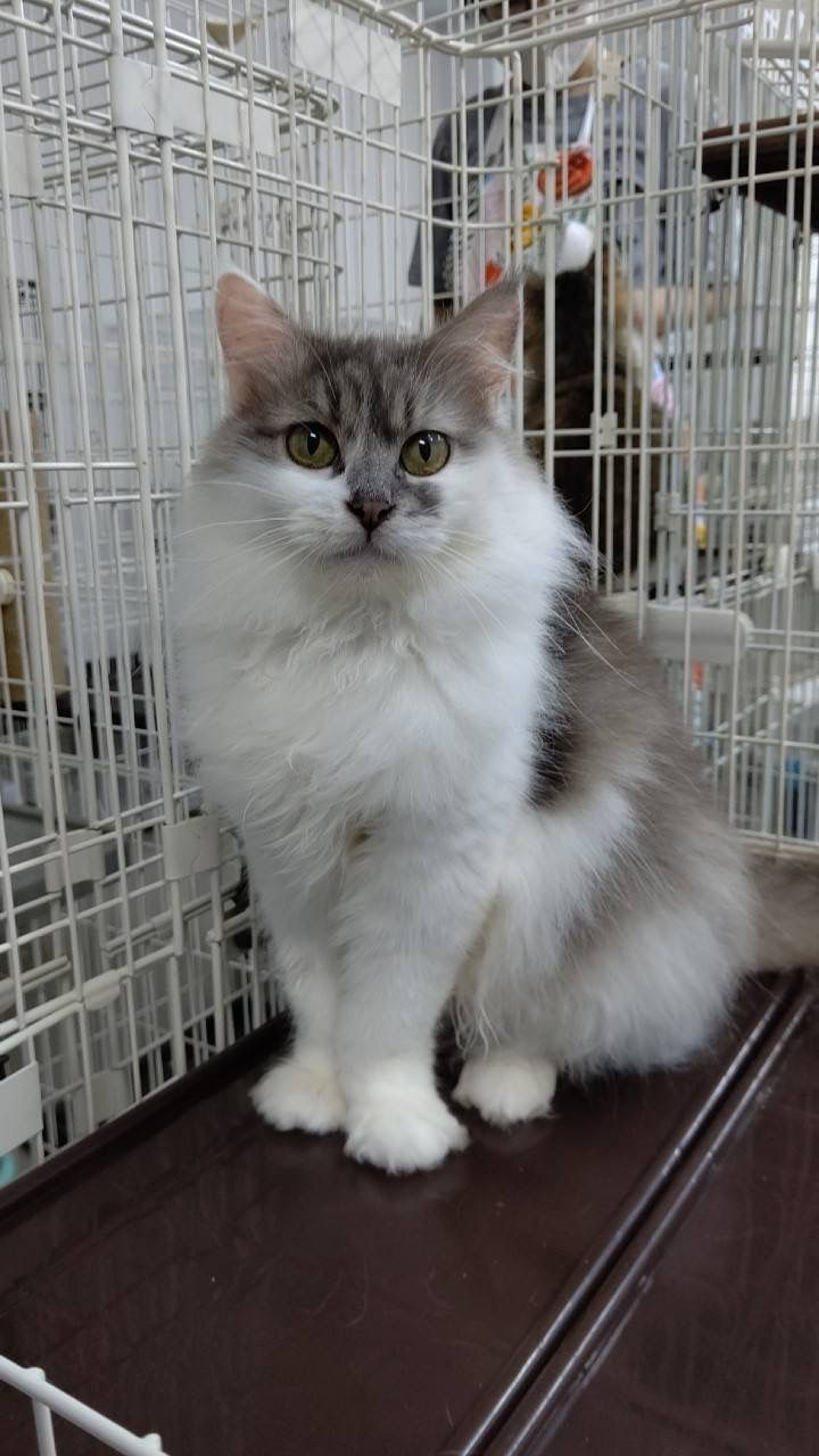 雑種（ミックス猫）・メスの里親募集の写真