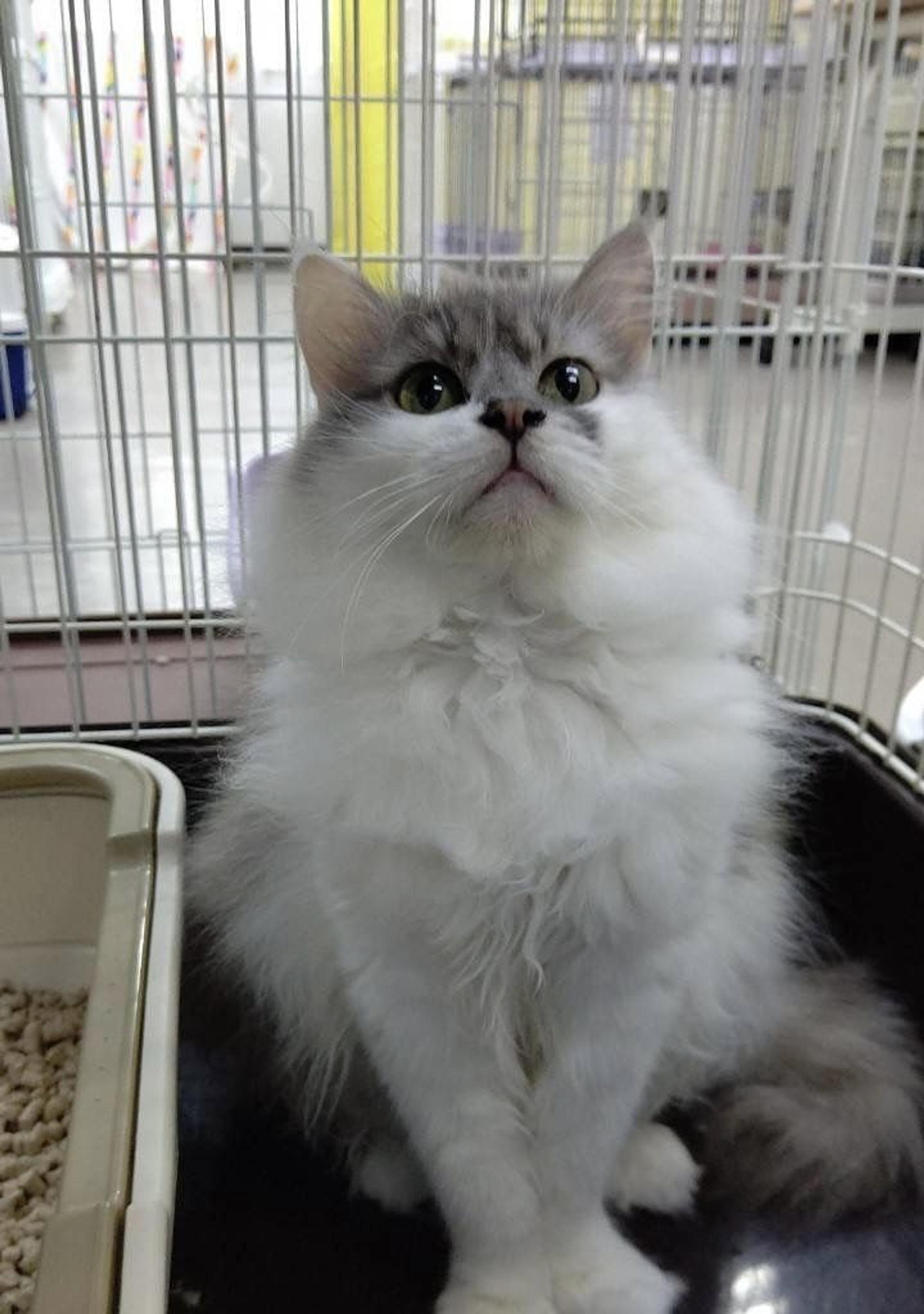pet-image-6