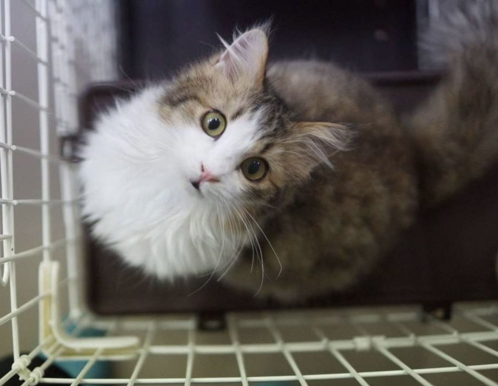 雑種（ミックス猫）・オスの里親募集の写真