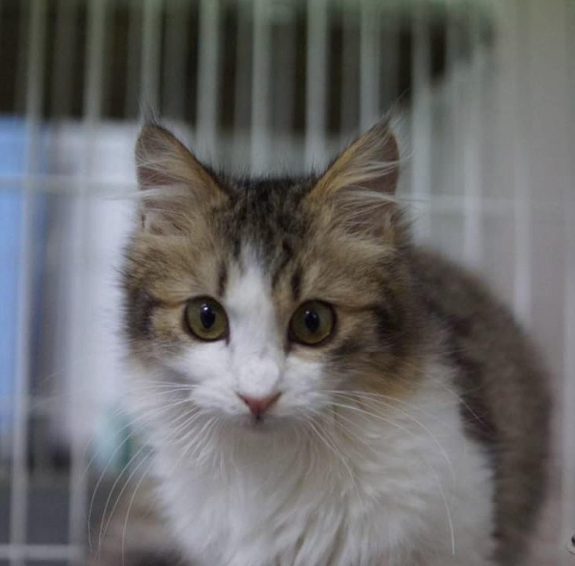 pet-image-5